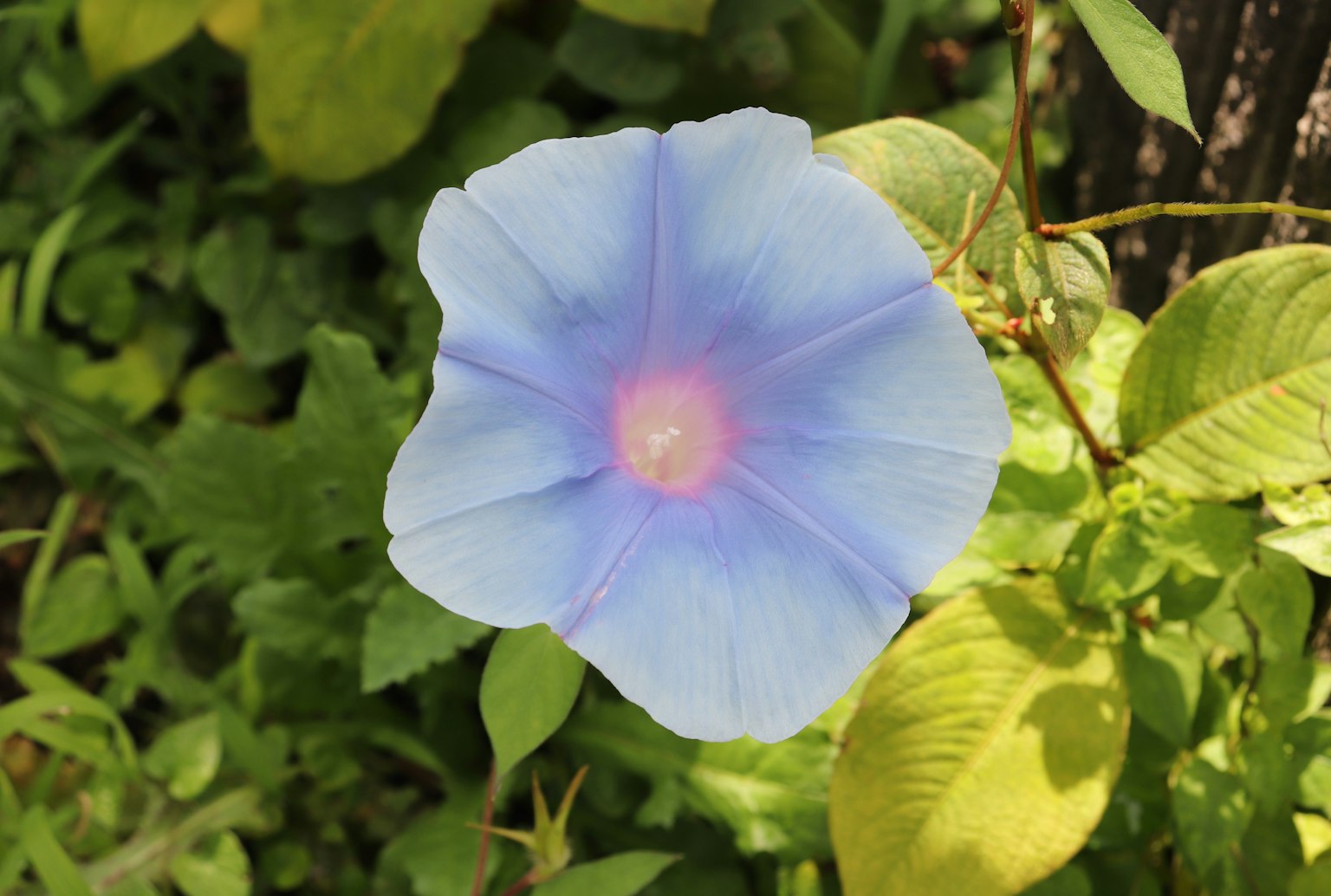 Fleur de belle gloire bleue fleurissant parmi des feuilles vertes