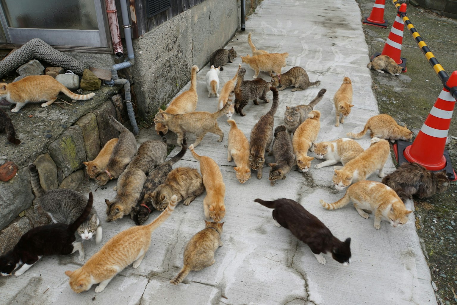 Una escena con numerosos gatos caminando por un camino con gatos naranjas y negros