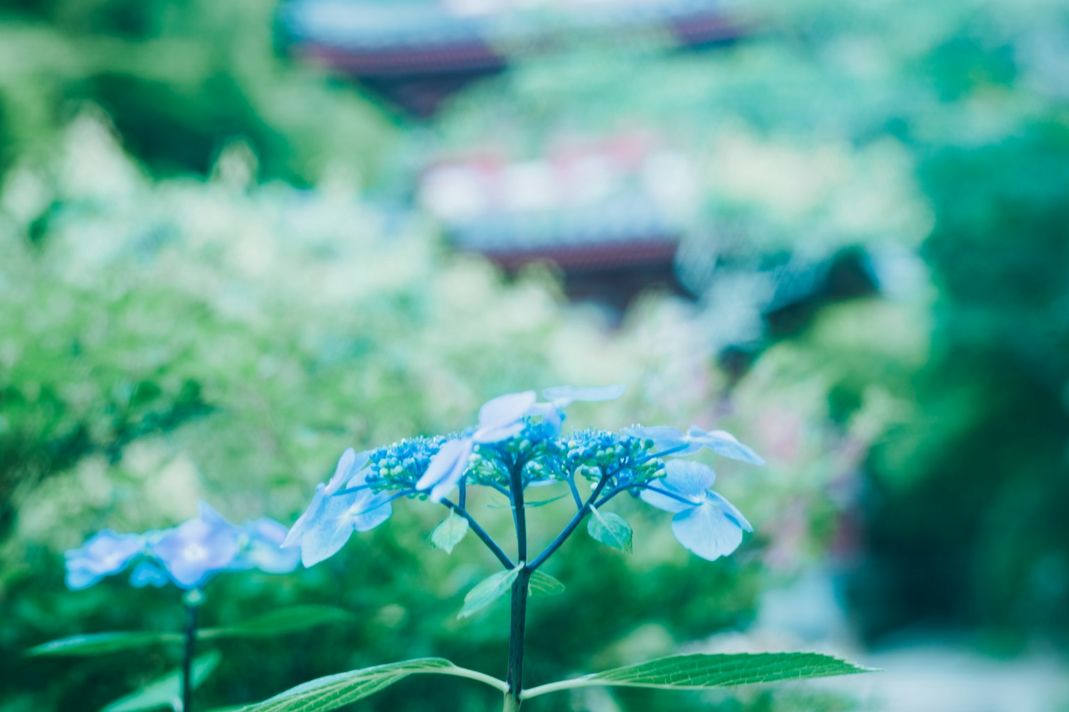 Blue flowers in the foreground with blurred greenery and buildings in the background