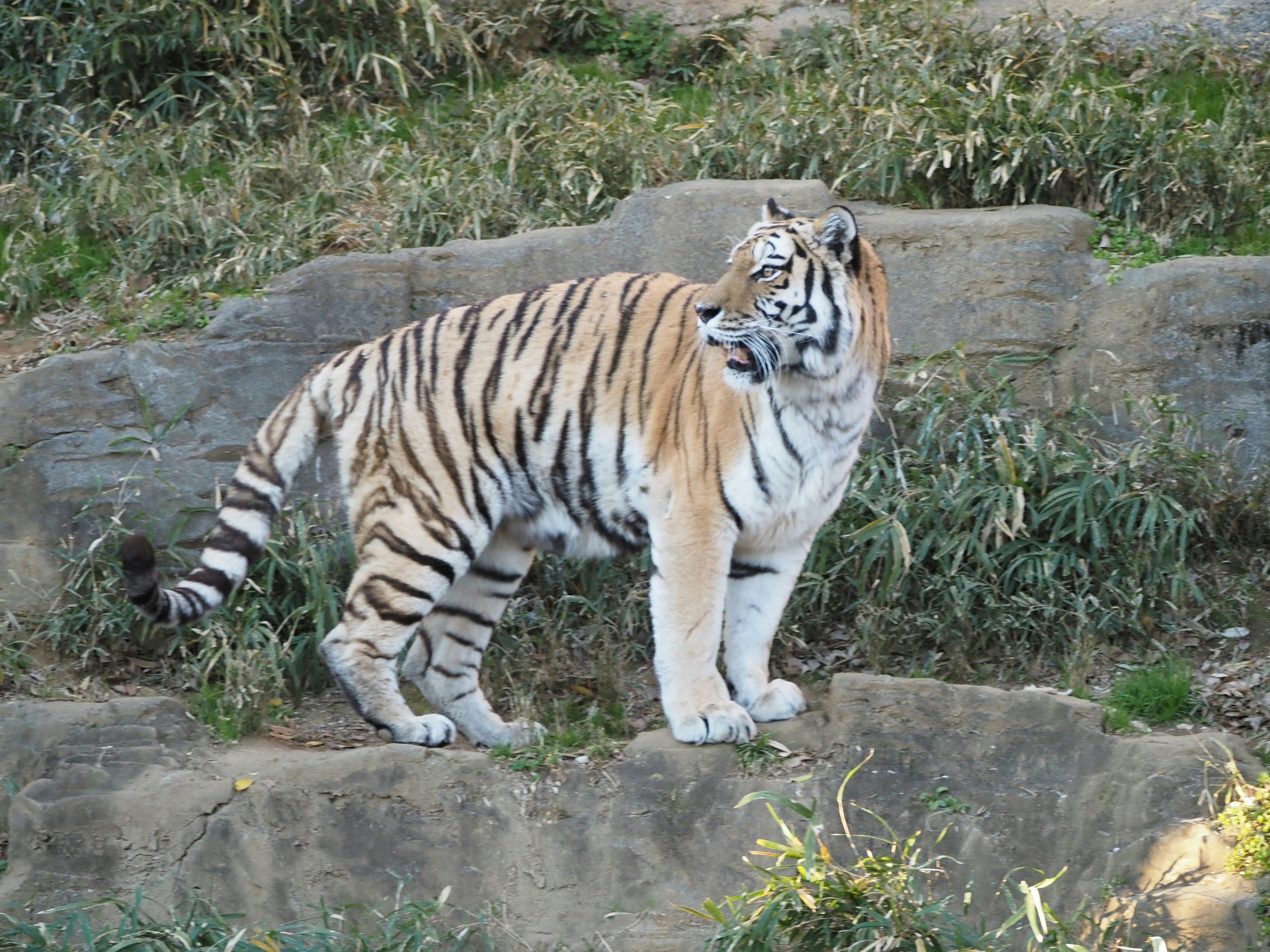 多摩動物公園のトラが岩の上で立つ動物園の風景