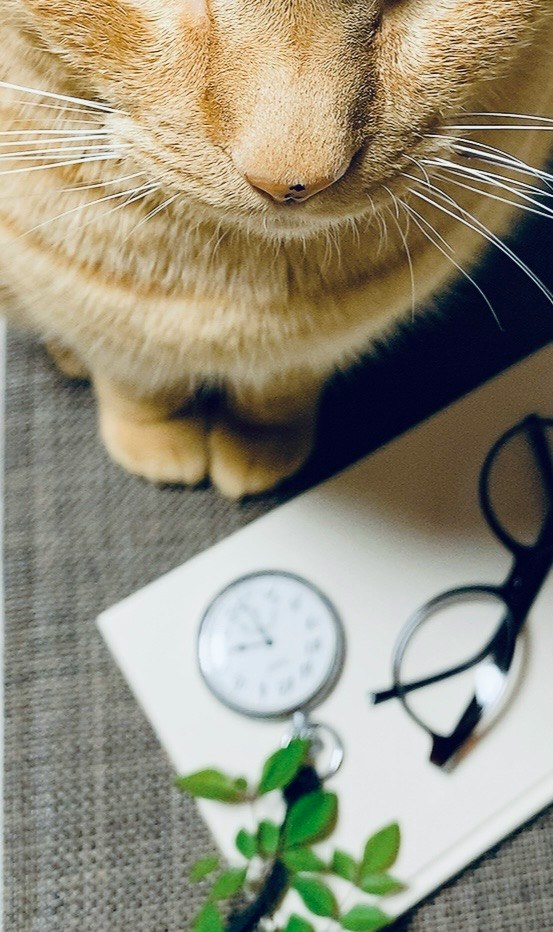 Gros plan du visage d’un chat avec un carnet et des lunettes à l’intérieur
