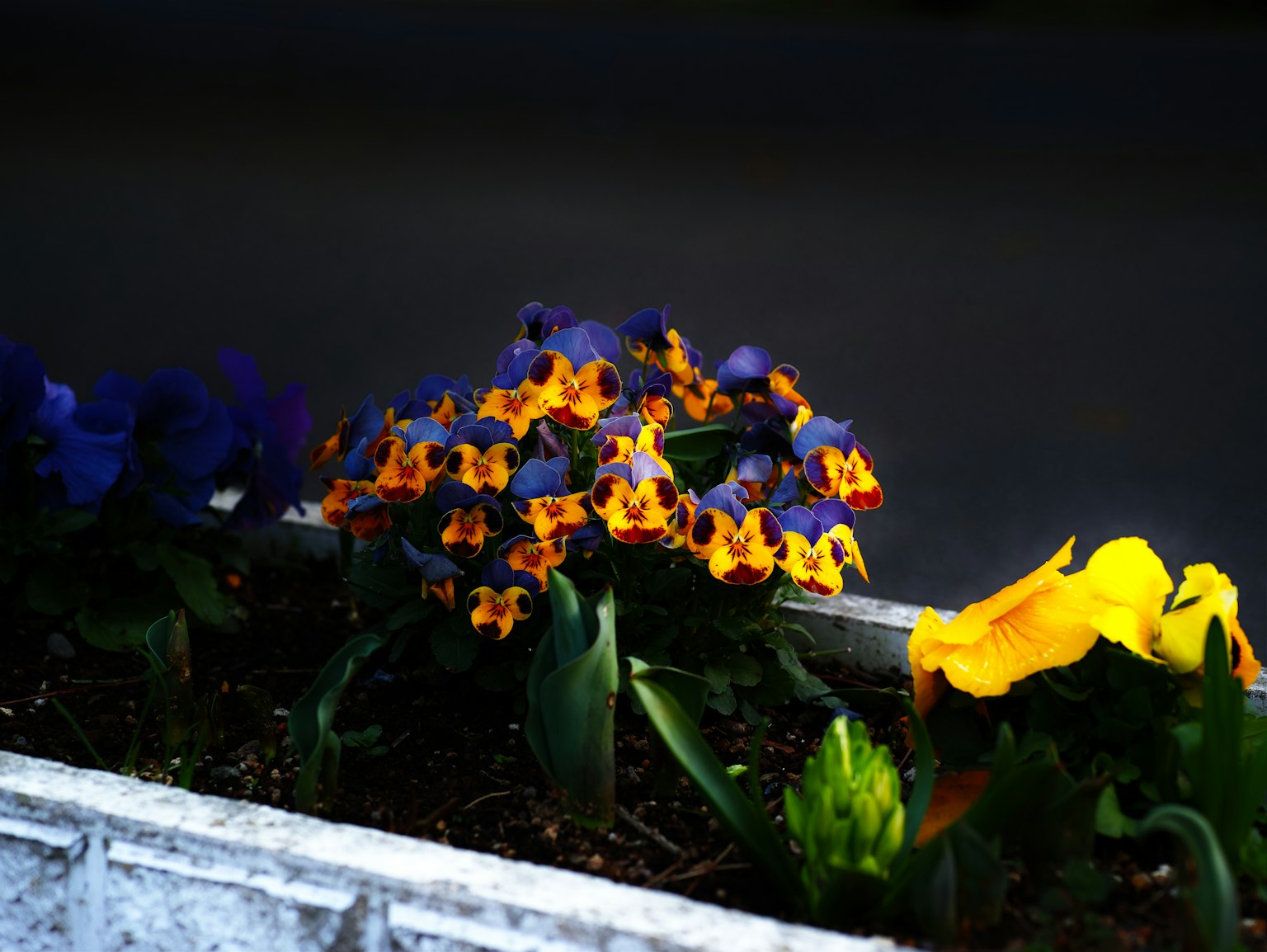Un'aiuola con fiori viola e arancioni e un fiore giallo