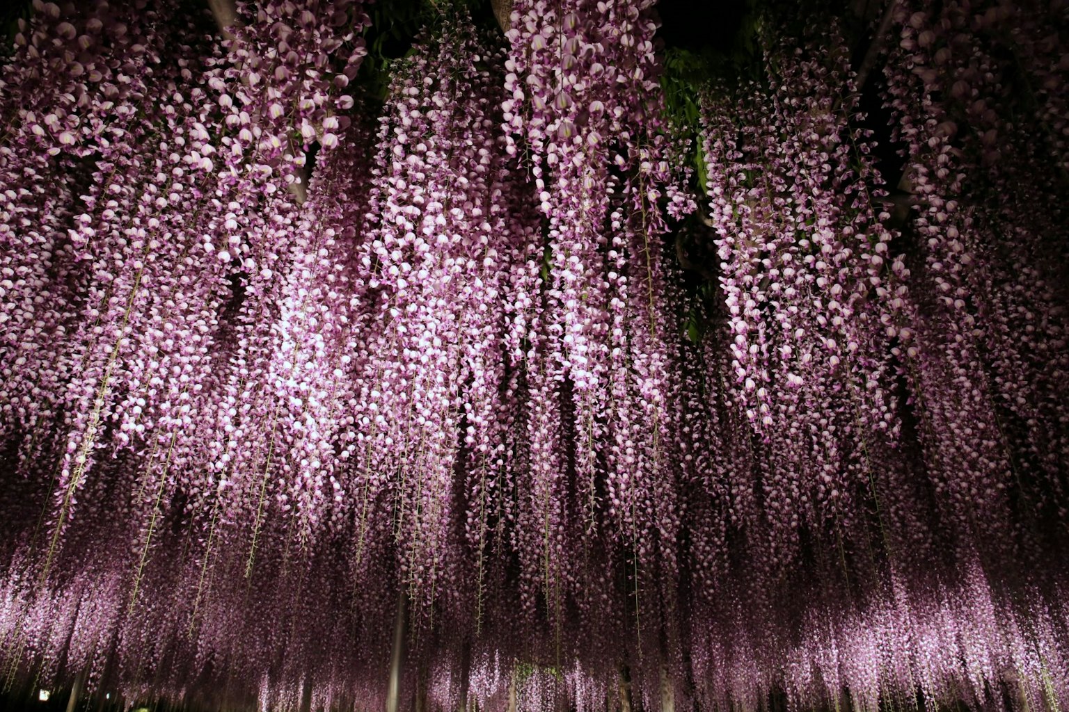 A beautiful view of cascading purple wisteria flowers