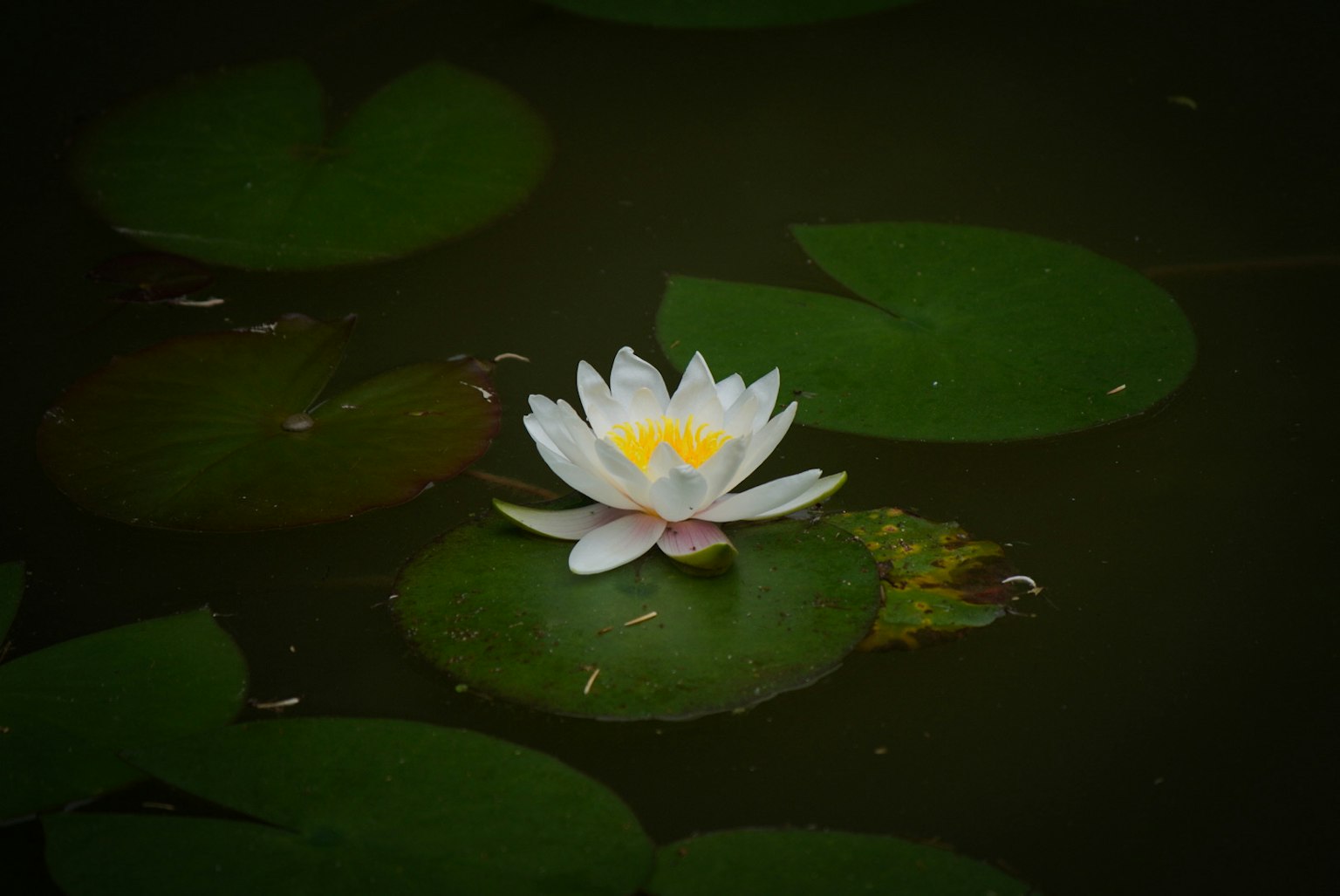 Sebuah teratai putih mengapung di kolam tenang dikelilingi daun teratai hijau