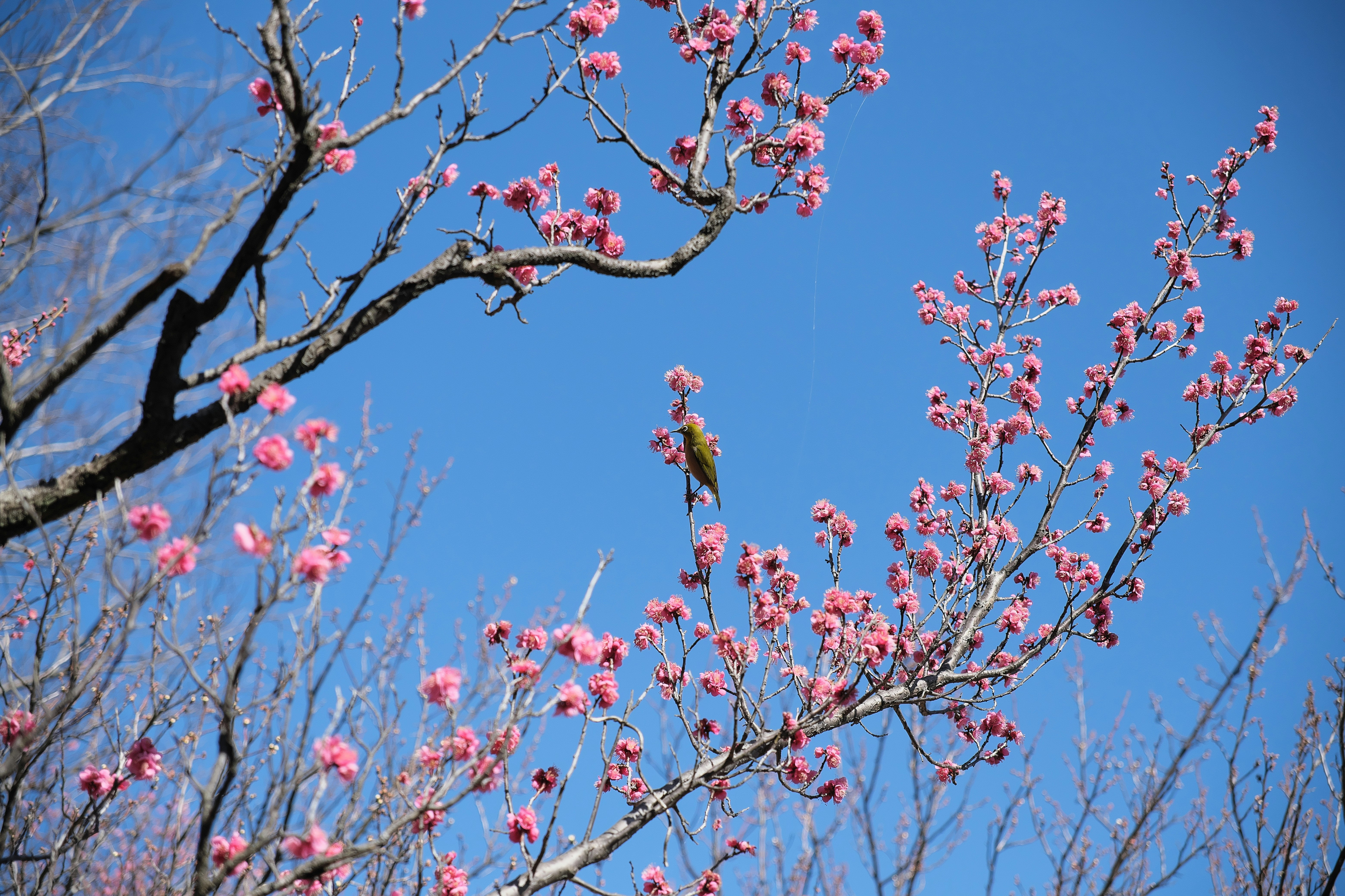 rosa blühende Zweige vor blauem Himmel