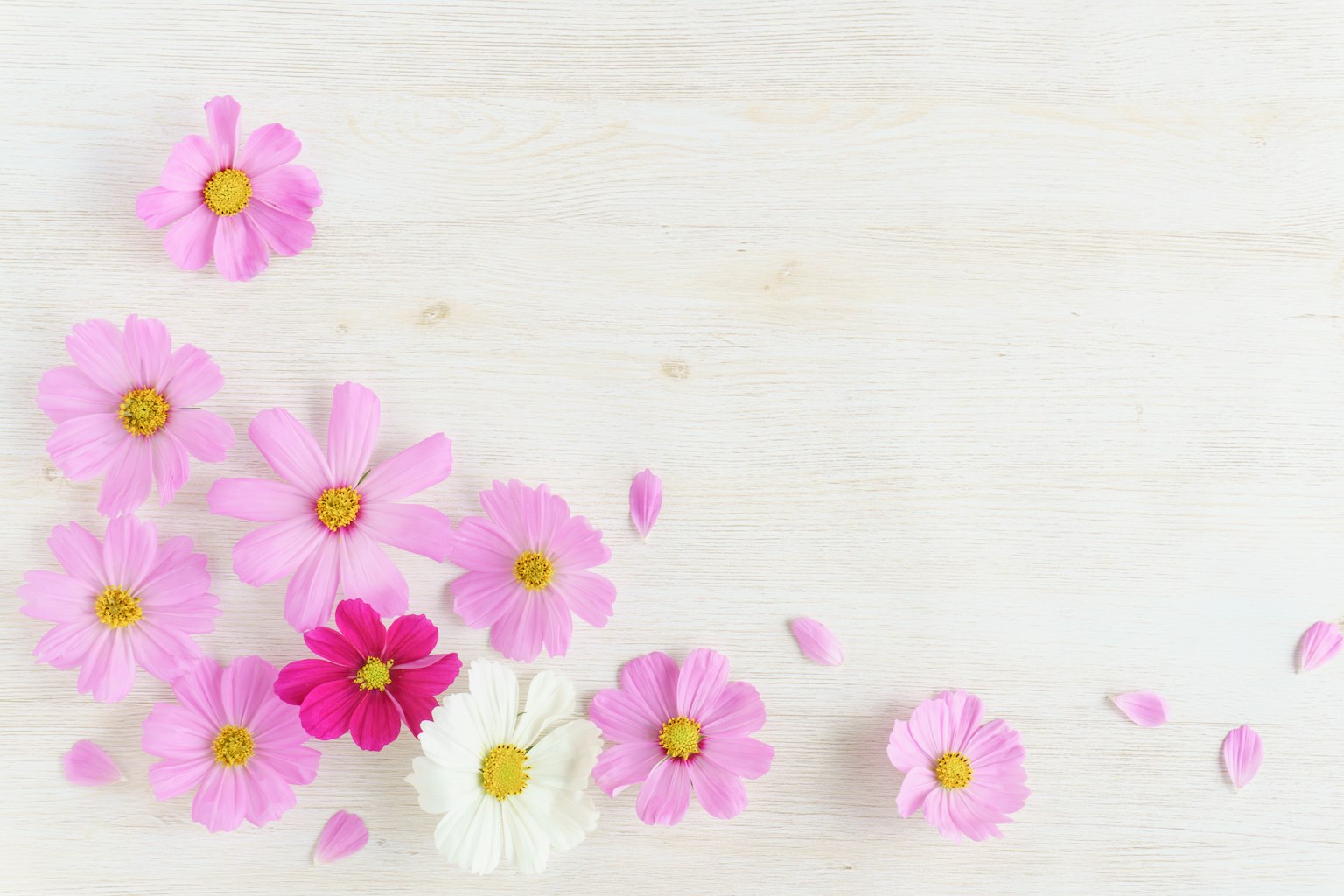 Eine Ansammlung von rosa und weißen Blumen, die auf einem hellen Holzuntergrund verstreut sind