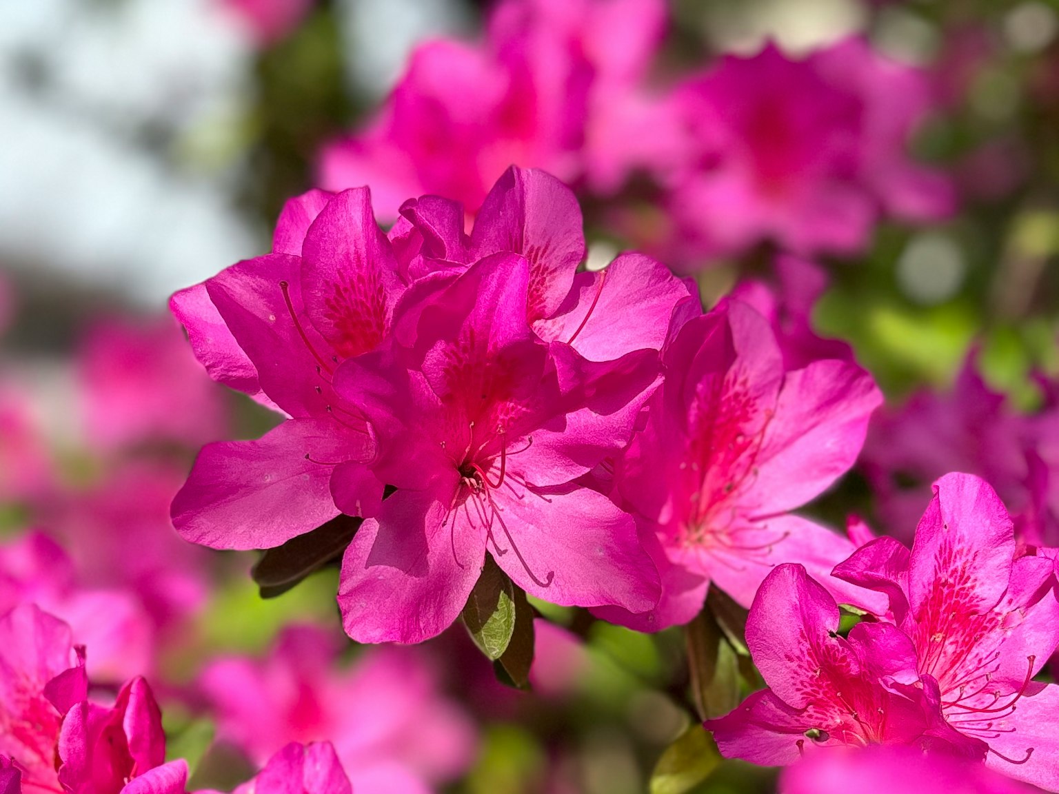 Flores de azalea rosa vibrantes en plena floración