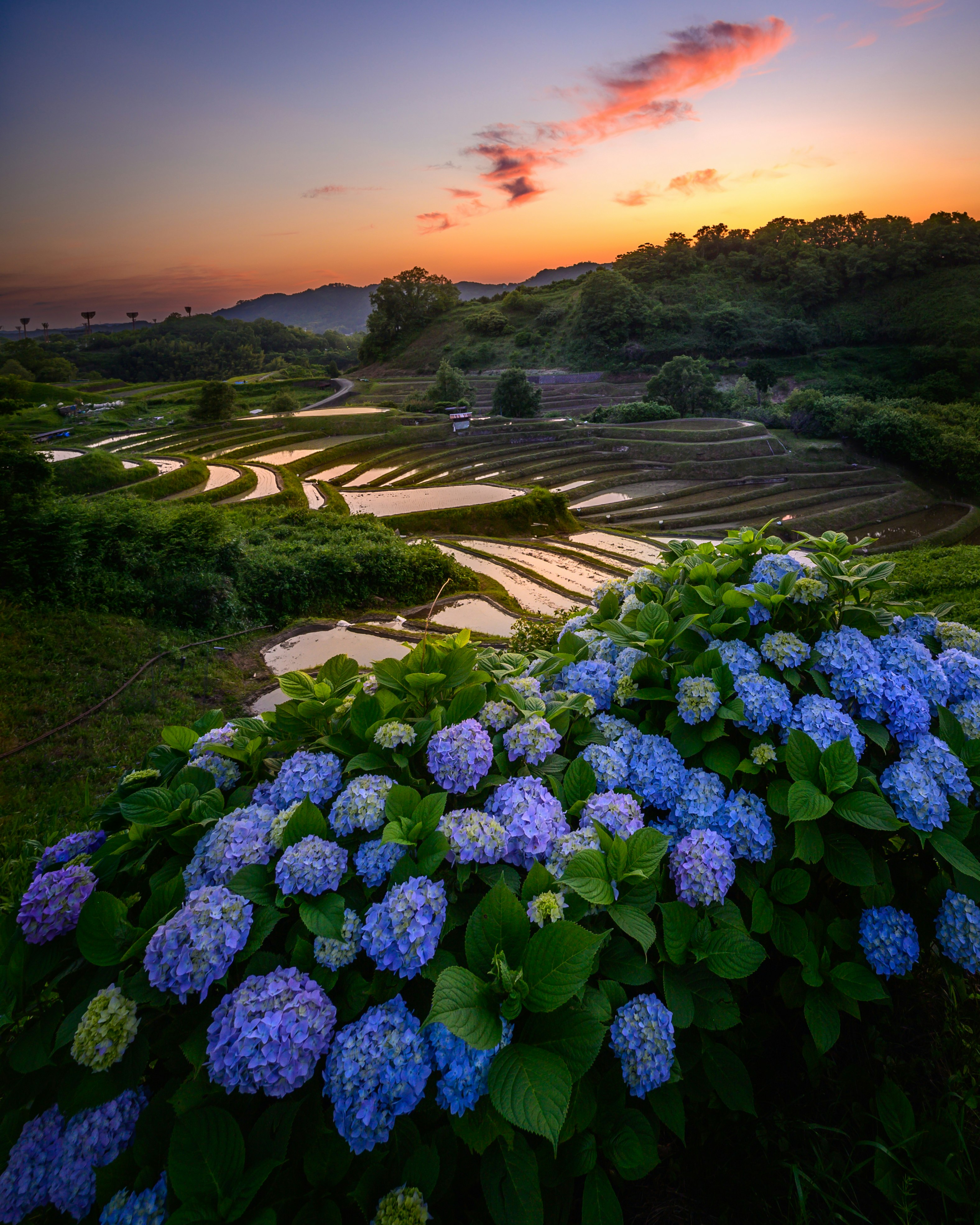 Beautiful hydrangeas blooming in a terraced rice field during sunset with a tranquil sky