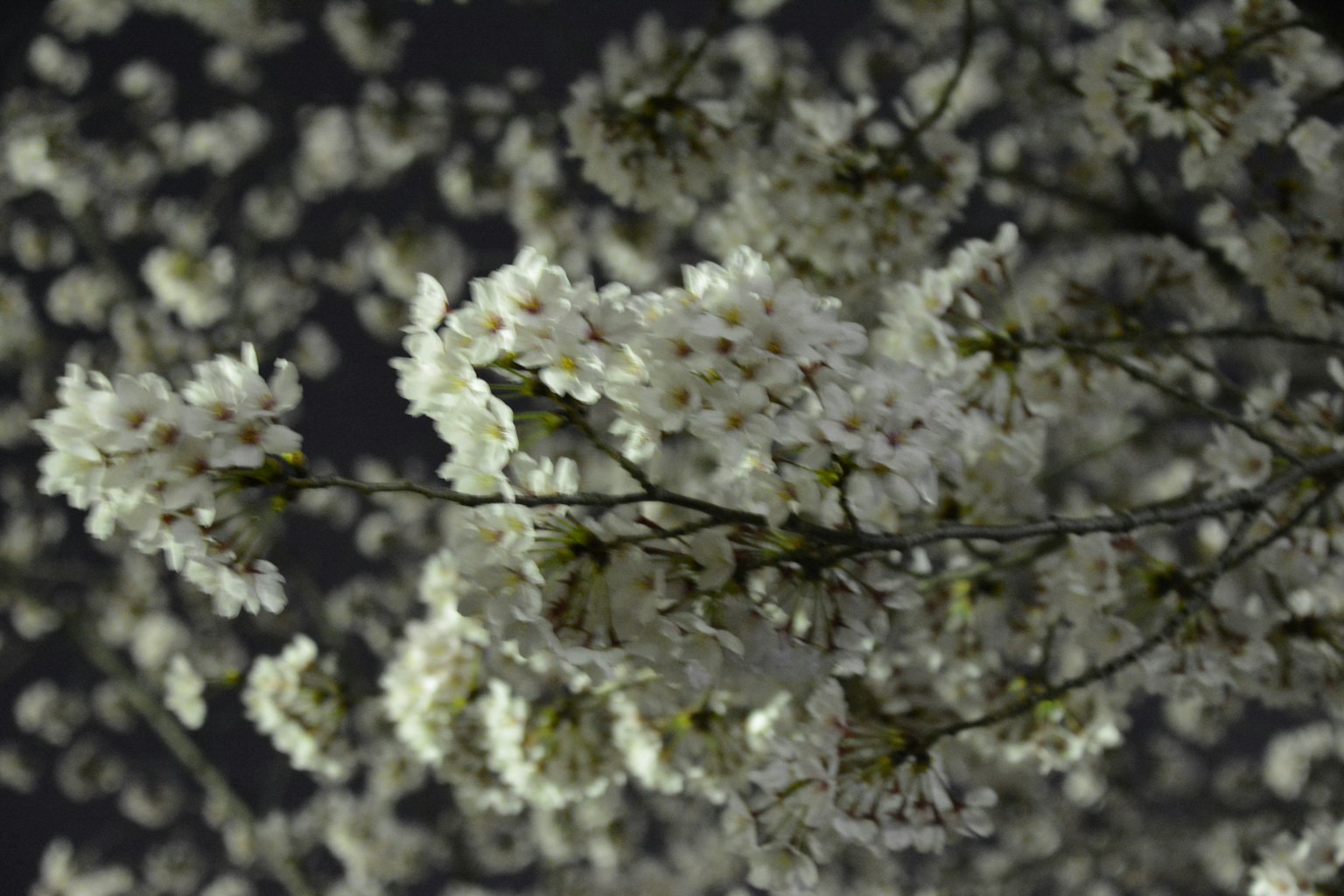 Un ramo con fiori bianchi su uno sfondo scuro che crea una scena bella