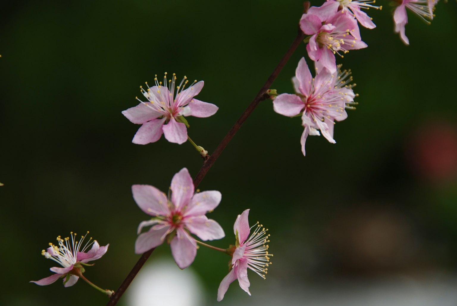 Gros plan sur une branche avec des fleurs roses délicates