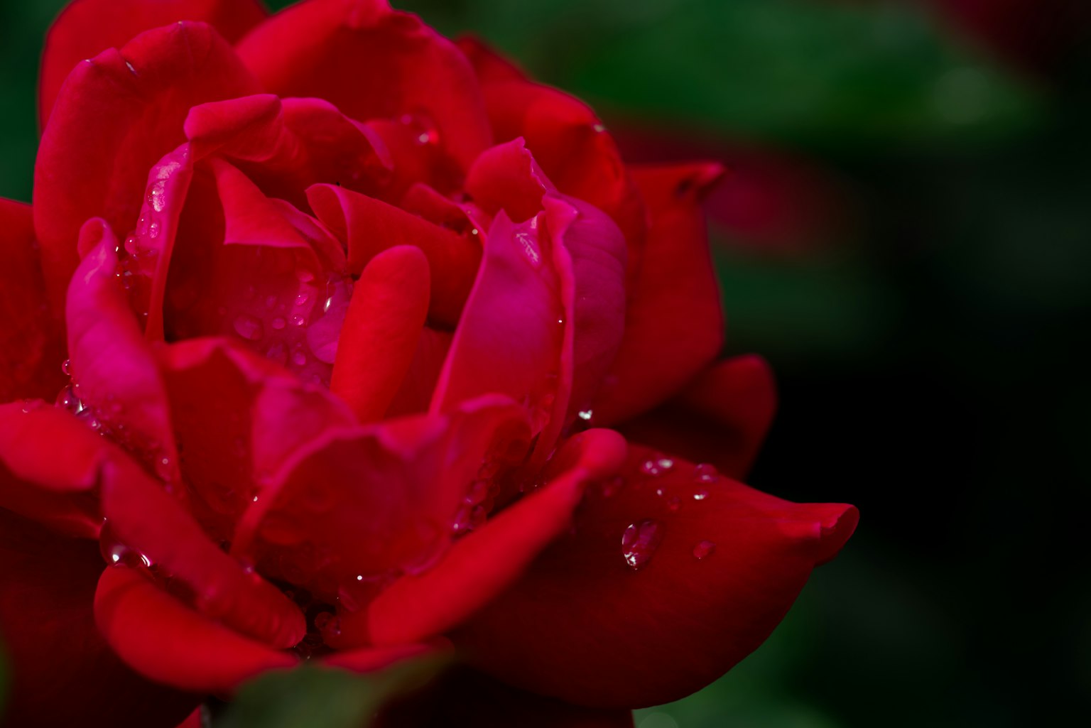 Close-up of a vibrant red rose with water droplets on its petals