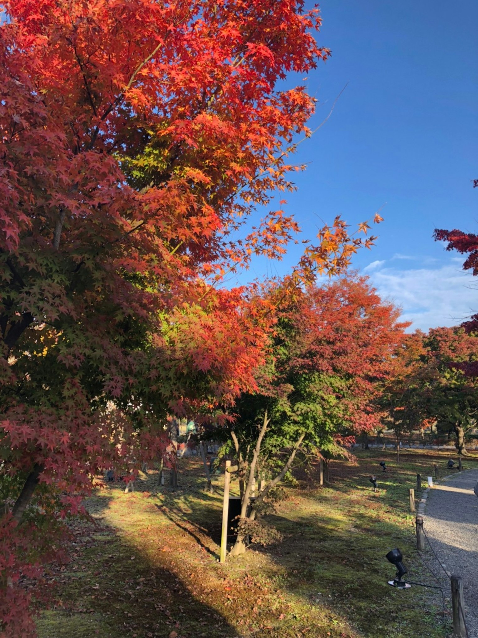 蓝天背景下生动的红色和绿色秋叶风景