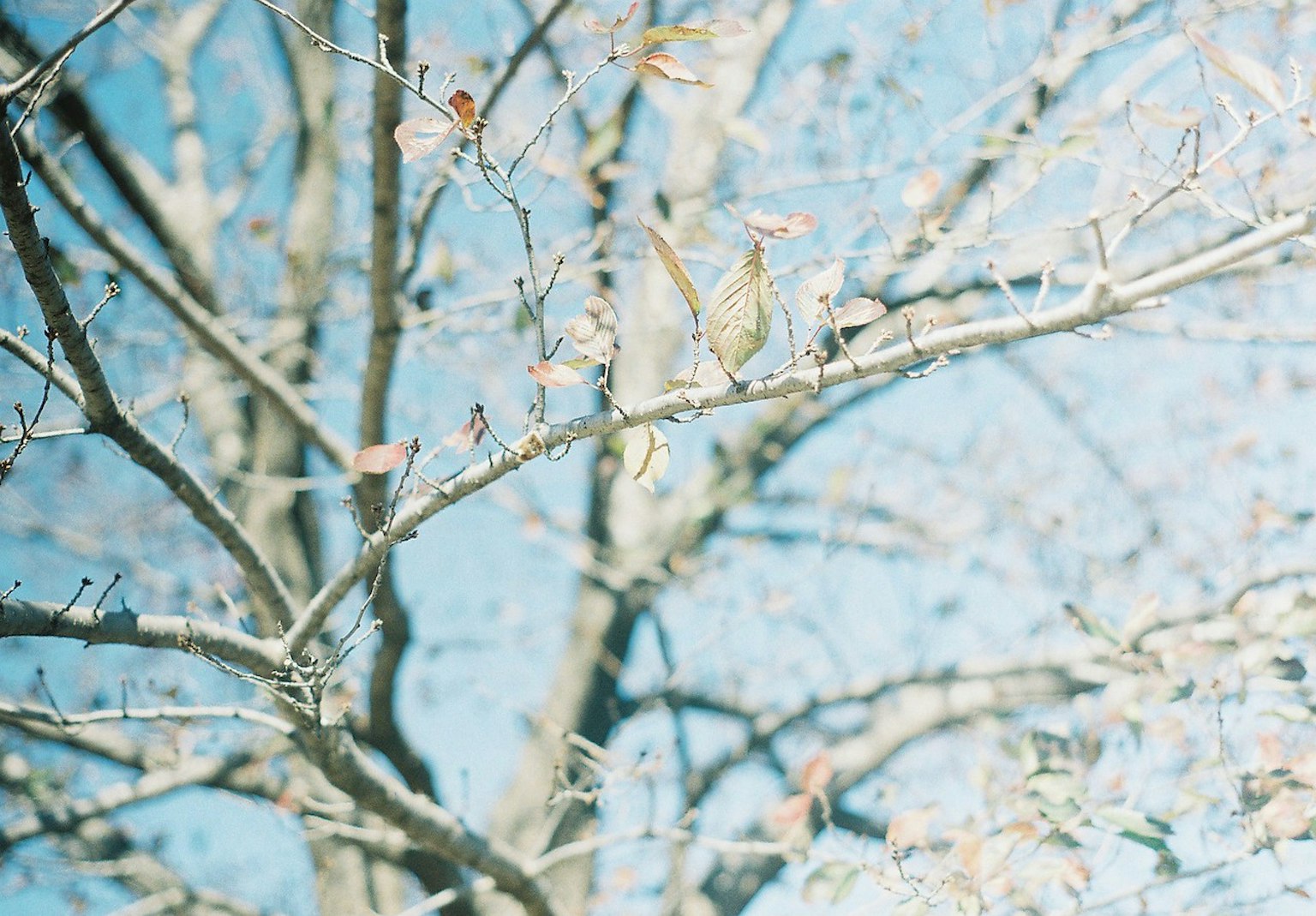 Ein Baum mit wenigen Blättern vor blauem Himmel