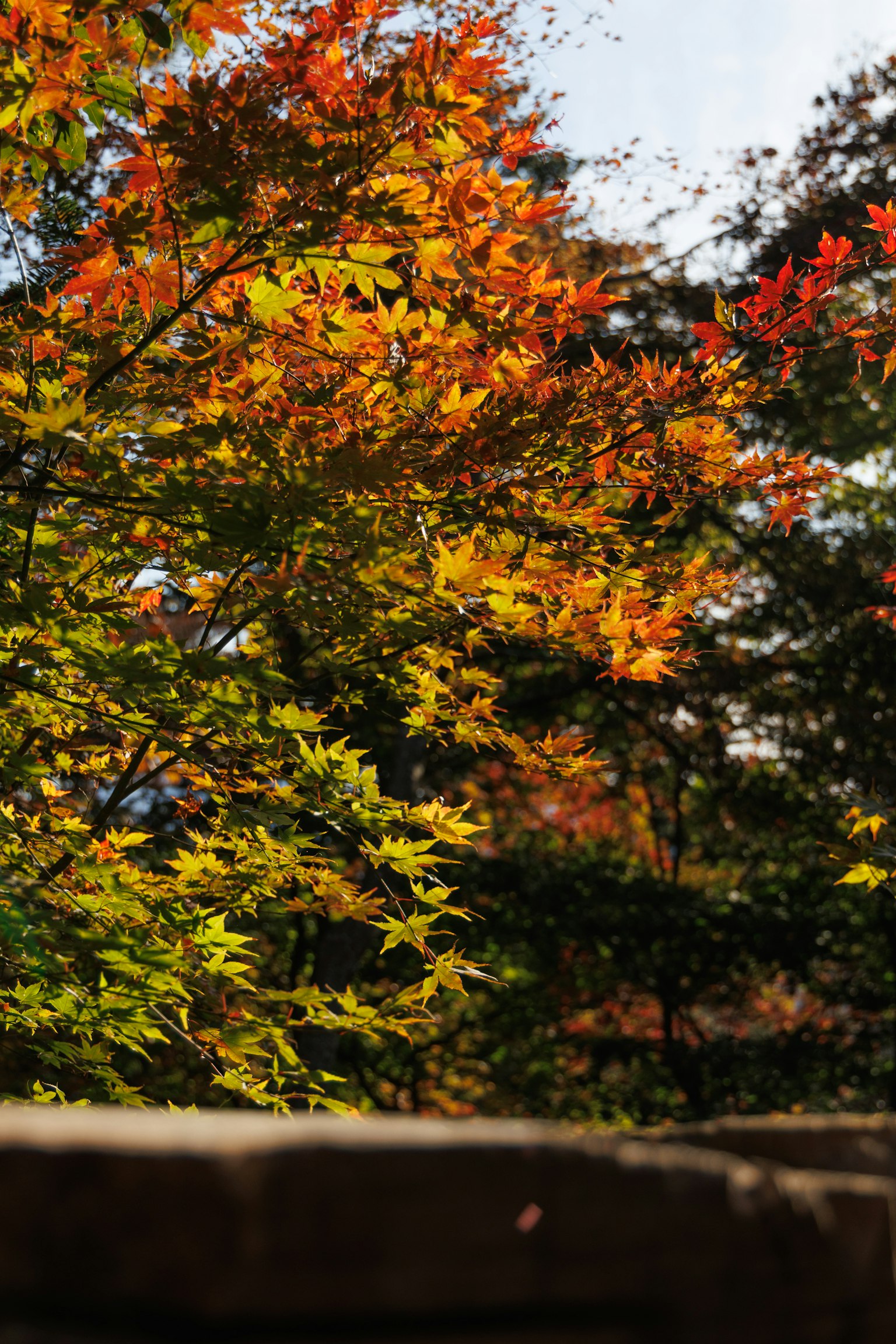Herbstlaub mit lebhaften roten und orangefarbenen Ahornblättern zwischen grünen Blättern