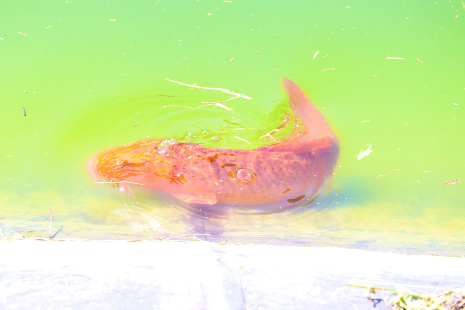 一條橙色的魚在綠色水中游動