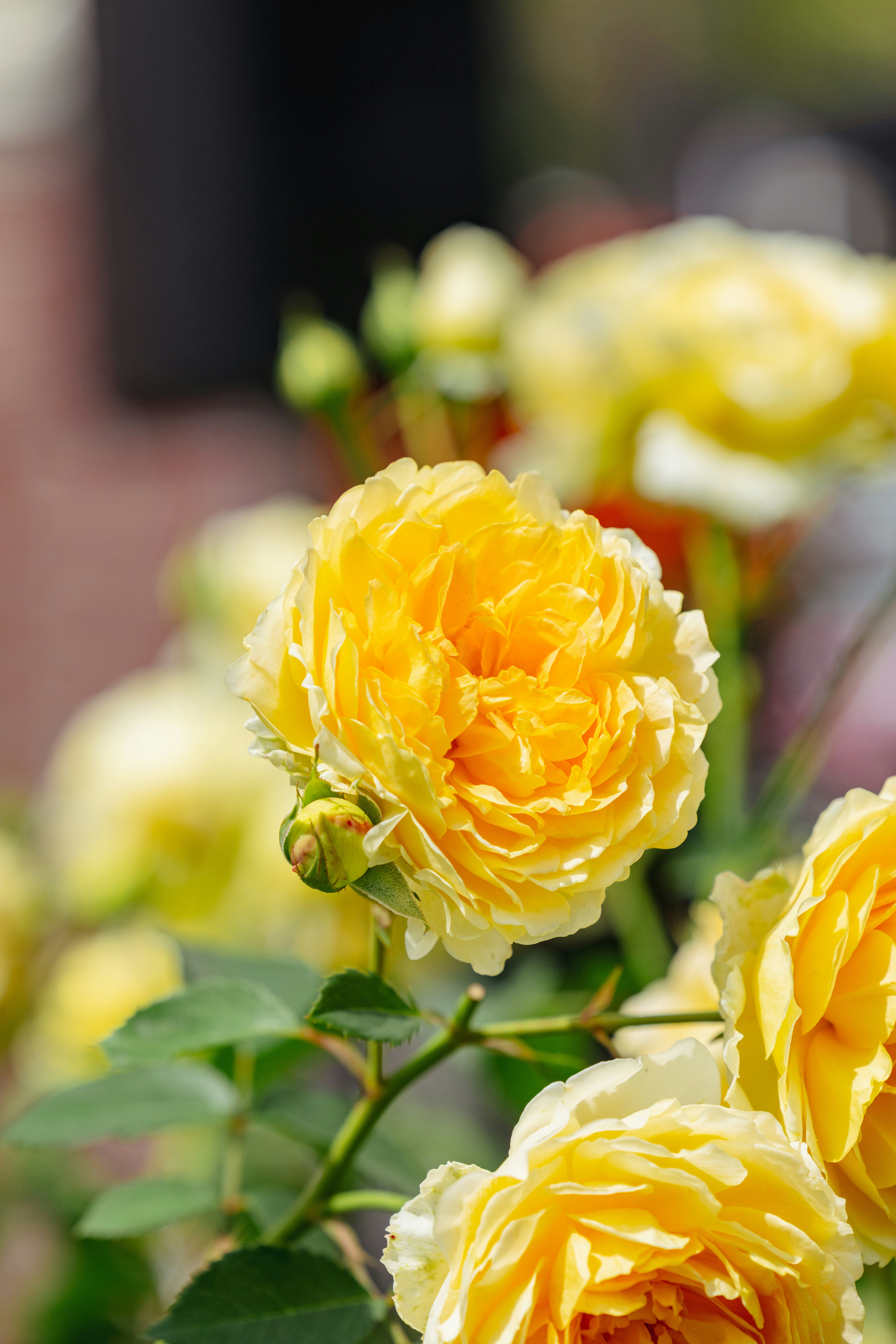 Nahaufnahme gelber Rosen in Blüte