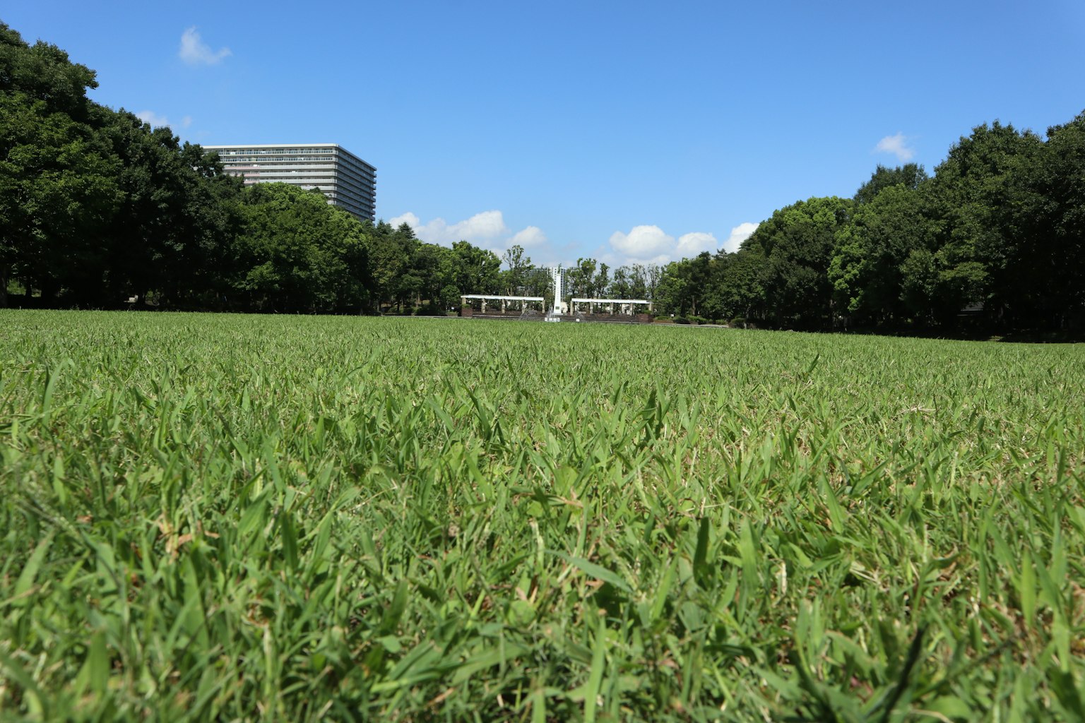 A park scene with lush green grass and a blue sky