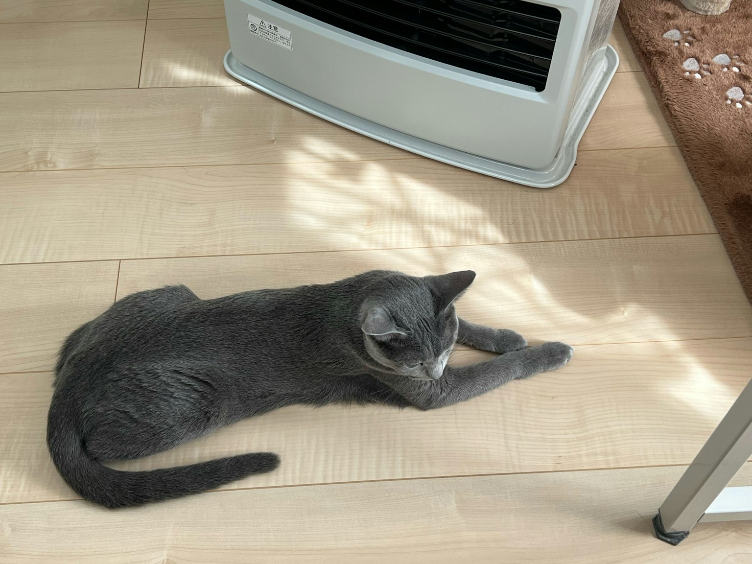 Gatto grigio sdraiato sul pavimento accanto a un termosifone