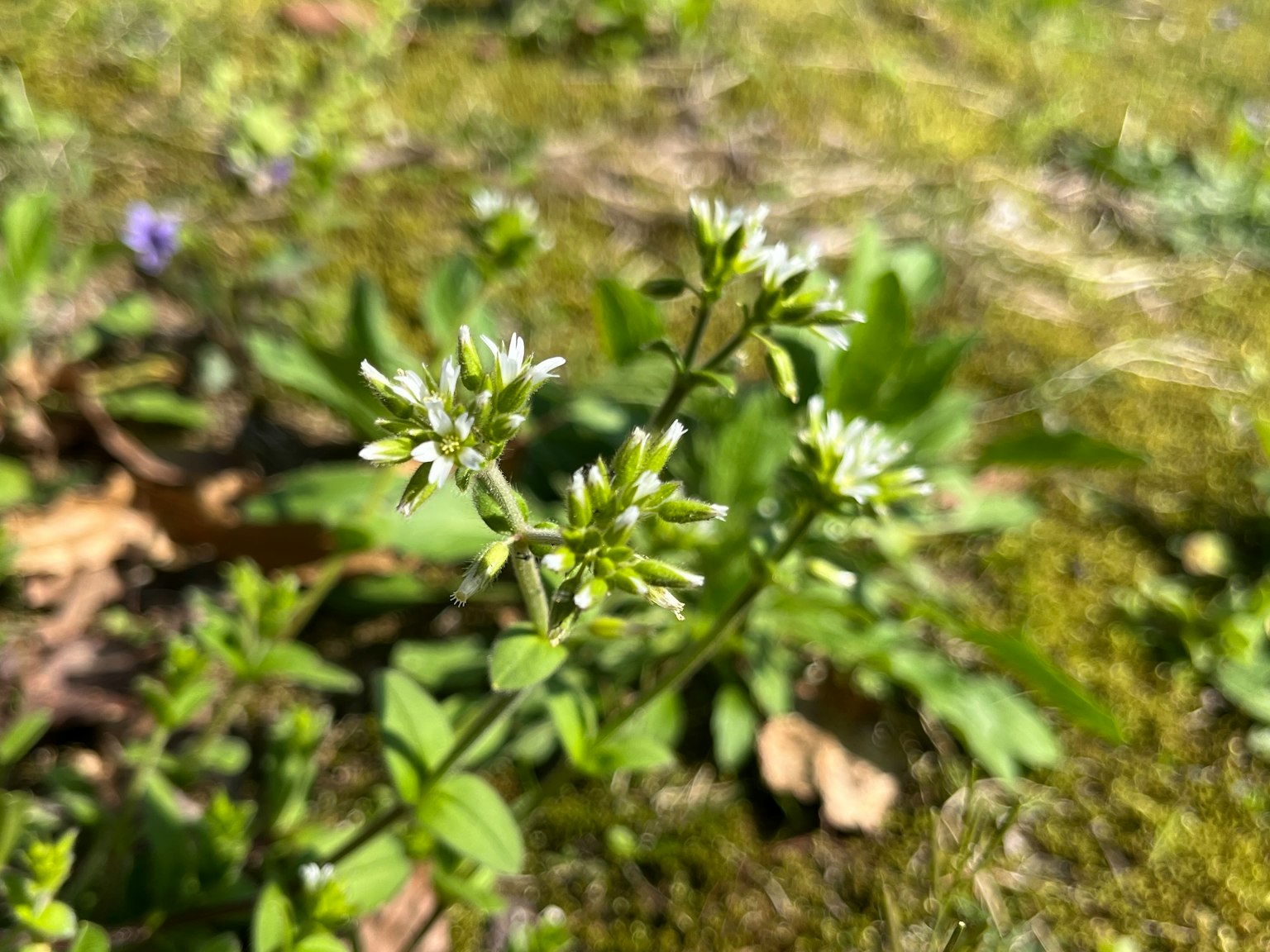 plante avec de petites fleurs blanches entourée d'herbe verte