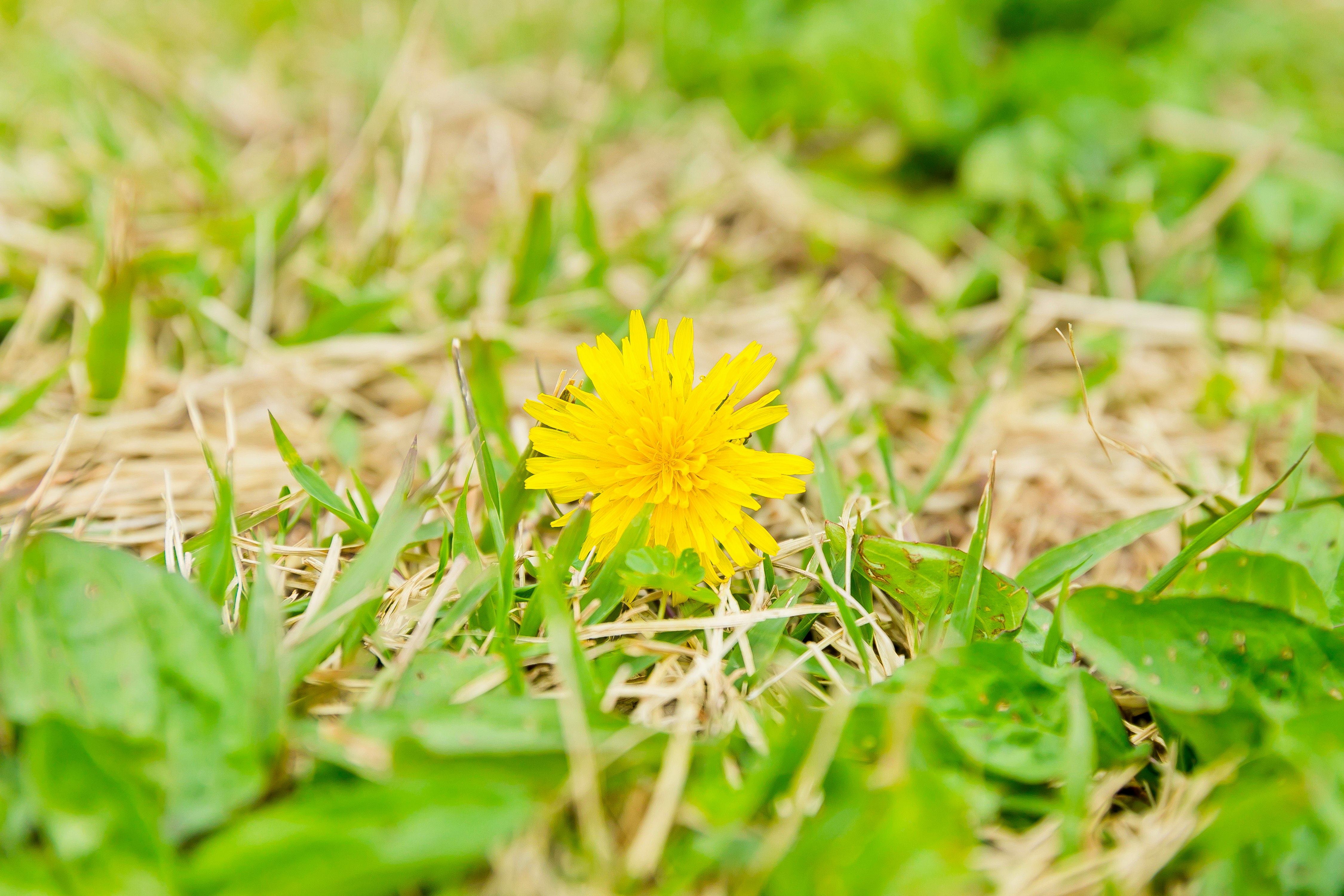 芝生の上に咲く黄色いタンポポの花