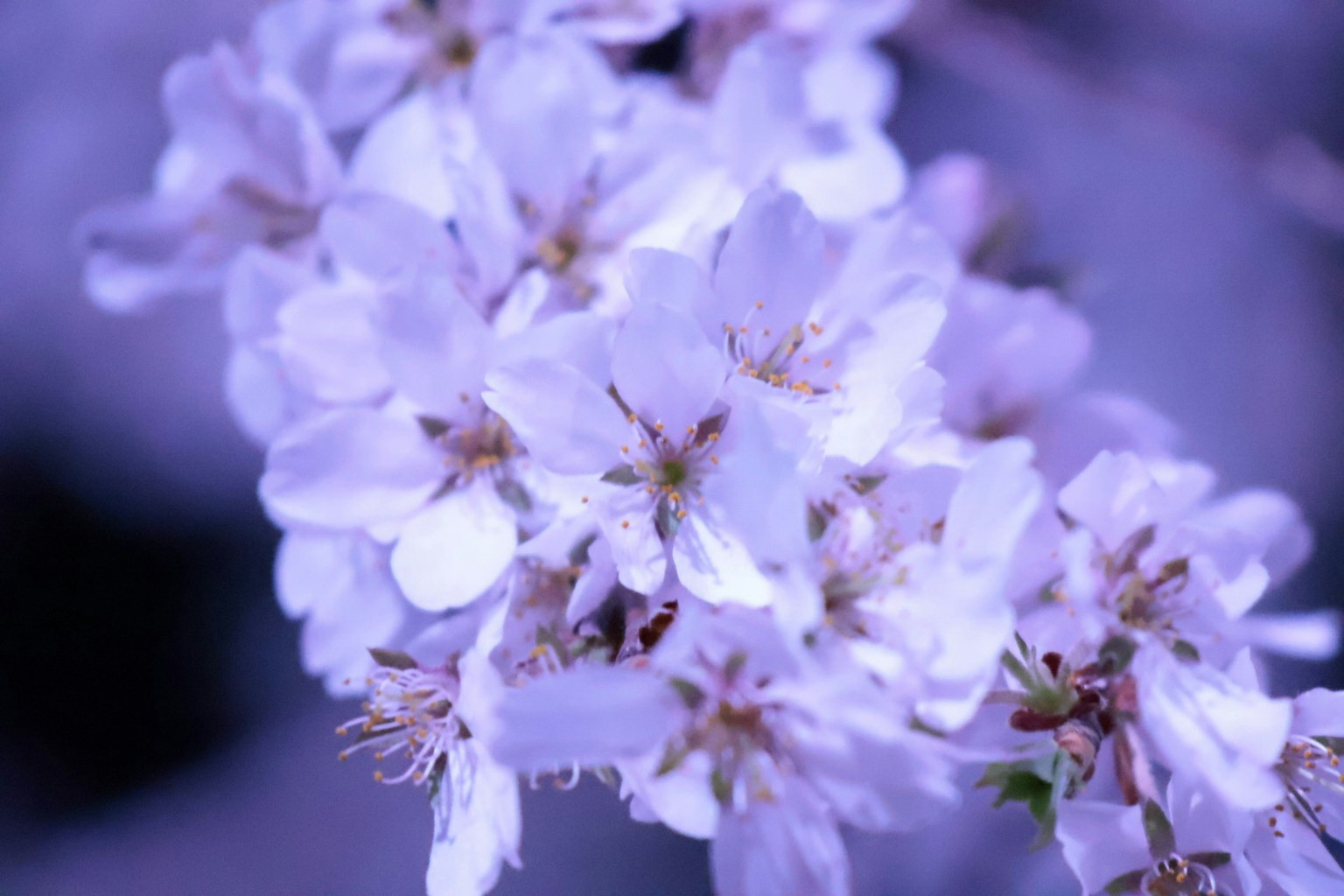 Close-up of pale purple flowers on a branch