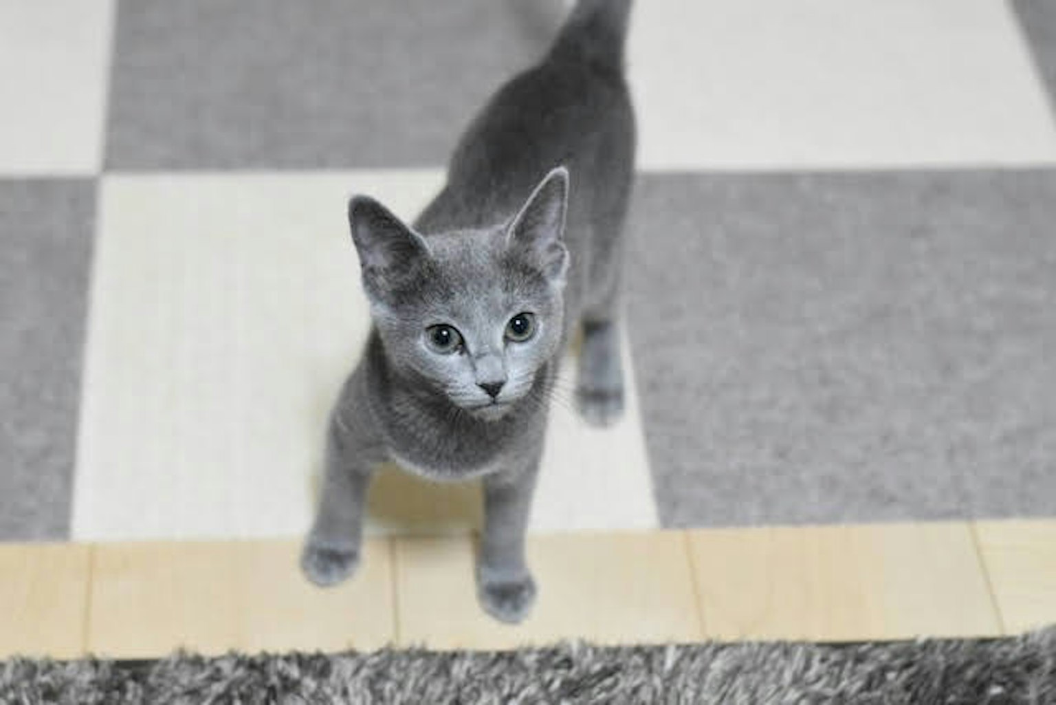 Gattino grigio in piedi su un pavimento a scacchi