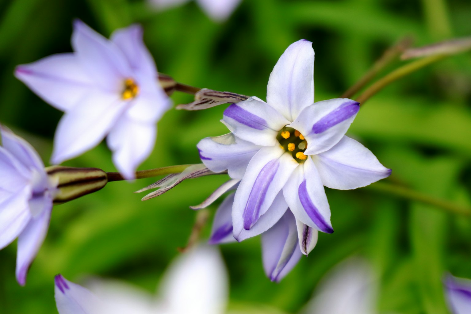 Gros plan sur des fleurs délicates avec des pétales violets et blancs