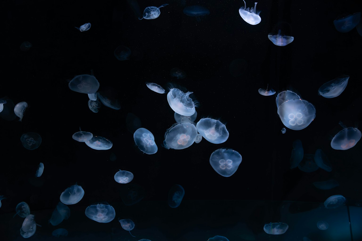 Un grupo de medusas transparentes flotando sobre un fondo oscuro