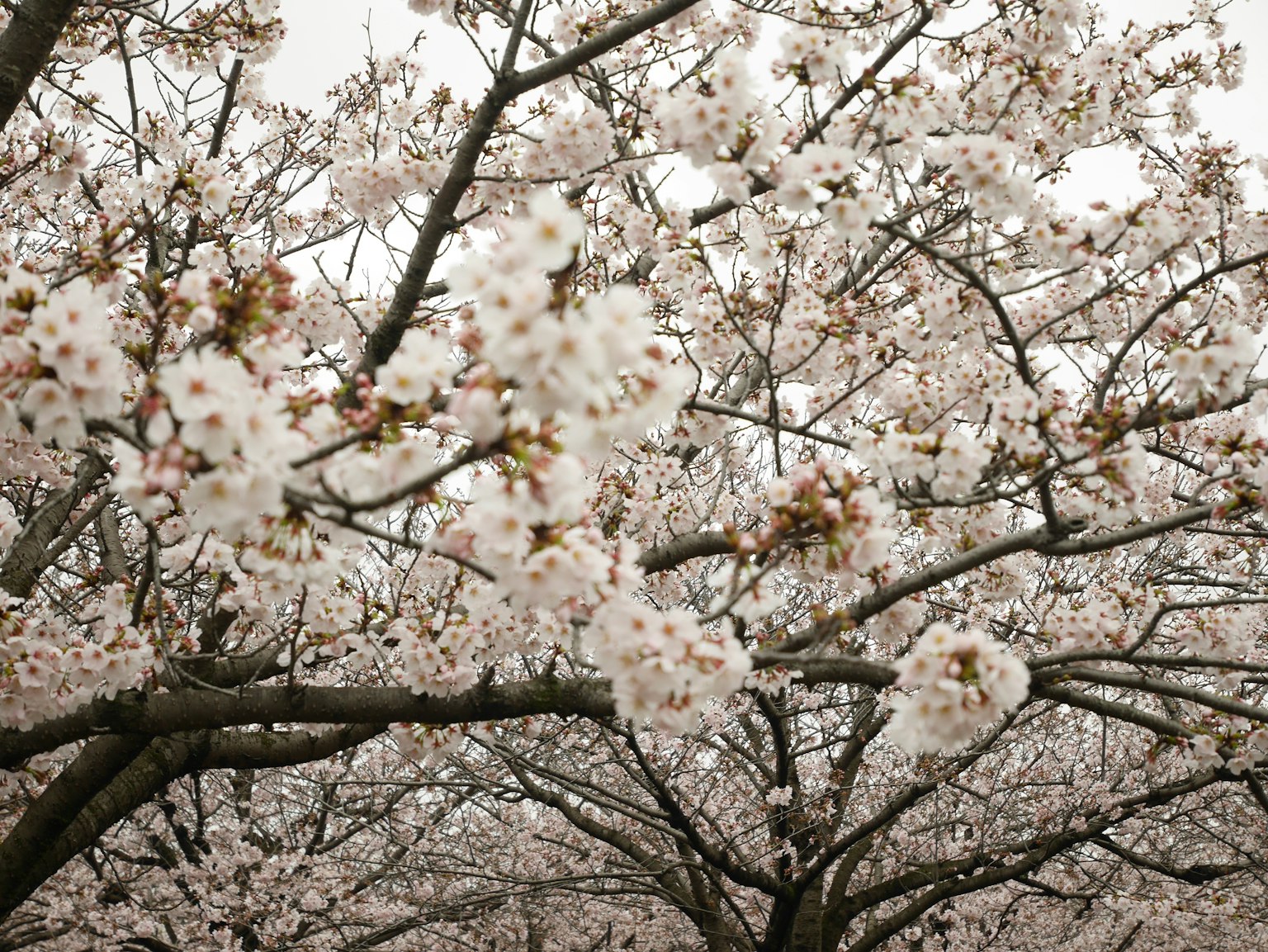 Gros plan sur des branches de cerisier en pleine floraison