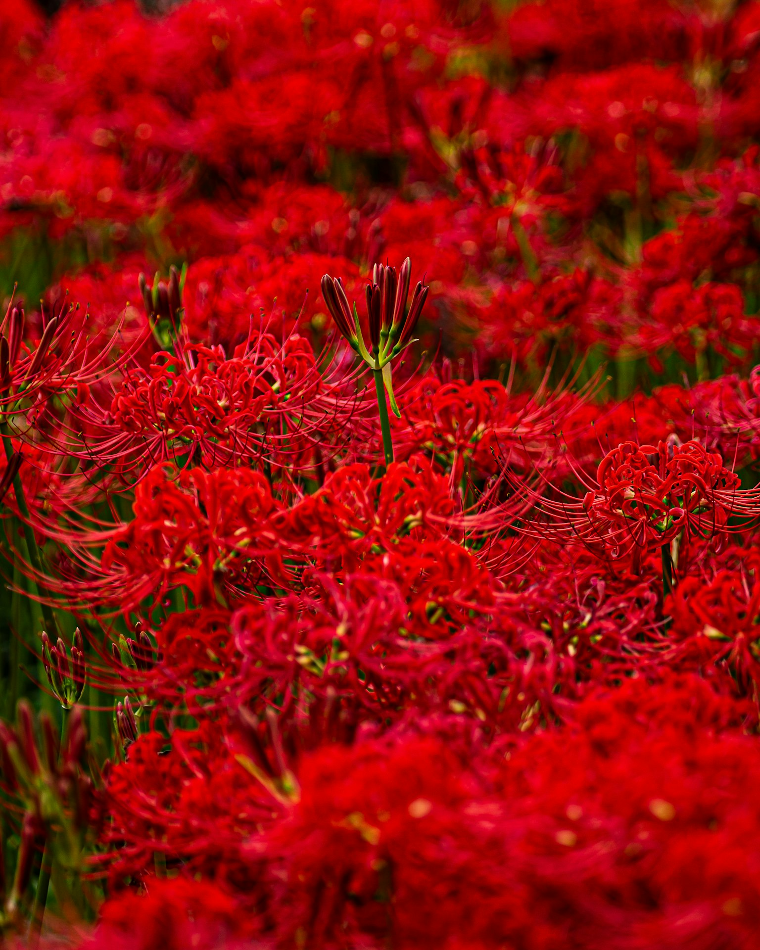 Un champ de lys araignées rouges éclatantes en pleine floraison