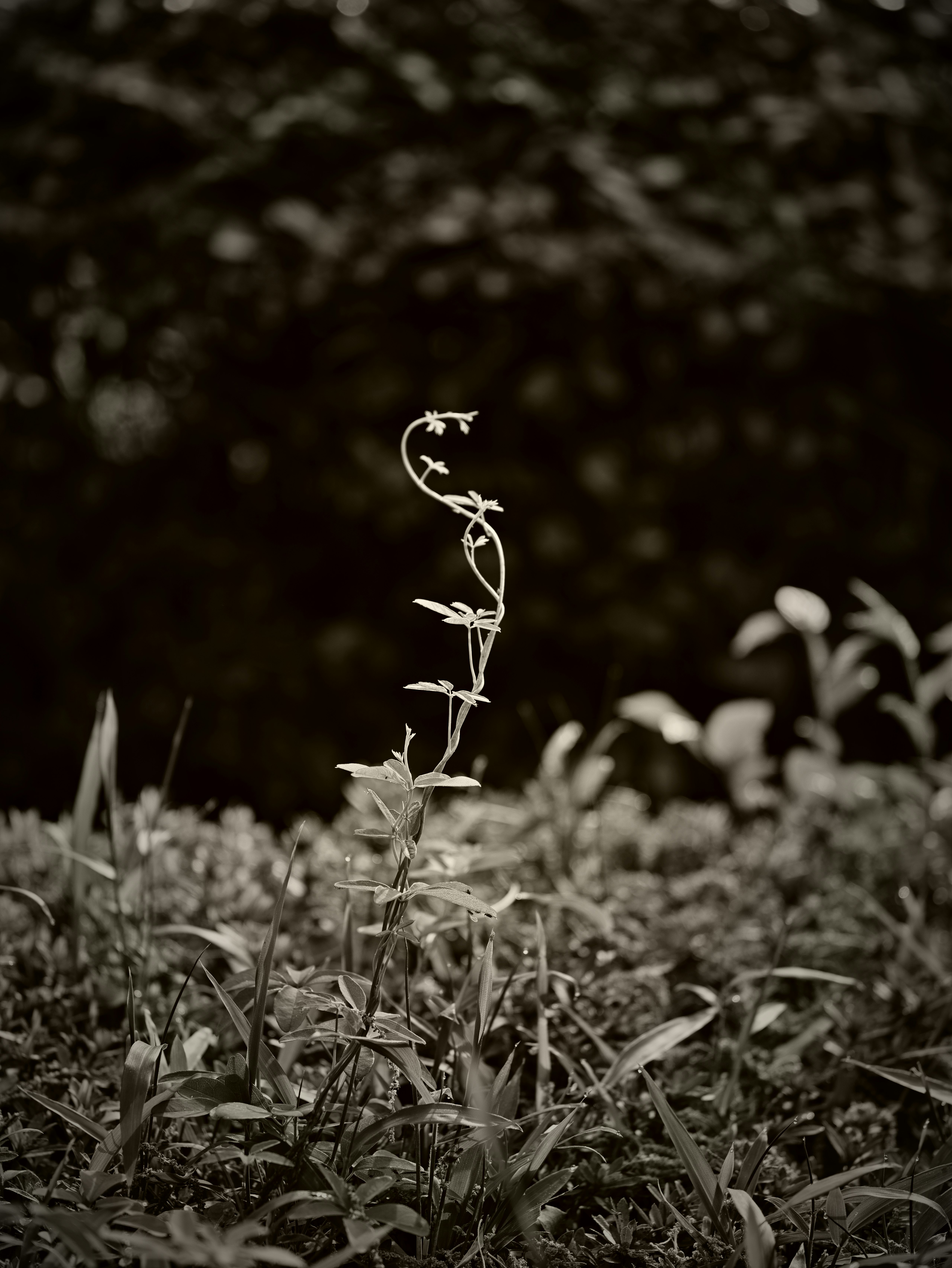 草むらの中で伸びる小さな植物のある風景
