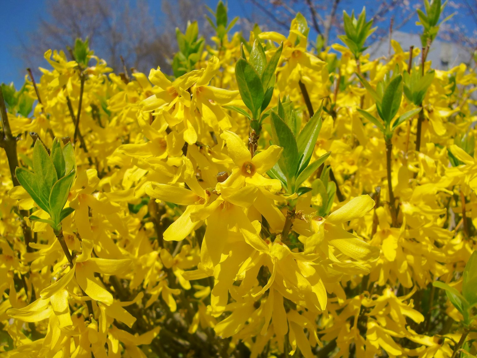 Fiori gialli di forsizia che sbocciano in un paesaggio soleggiato