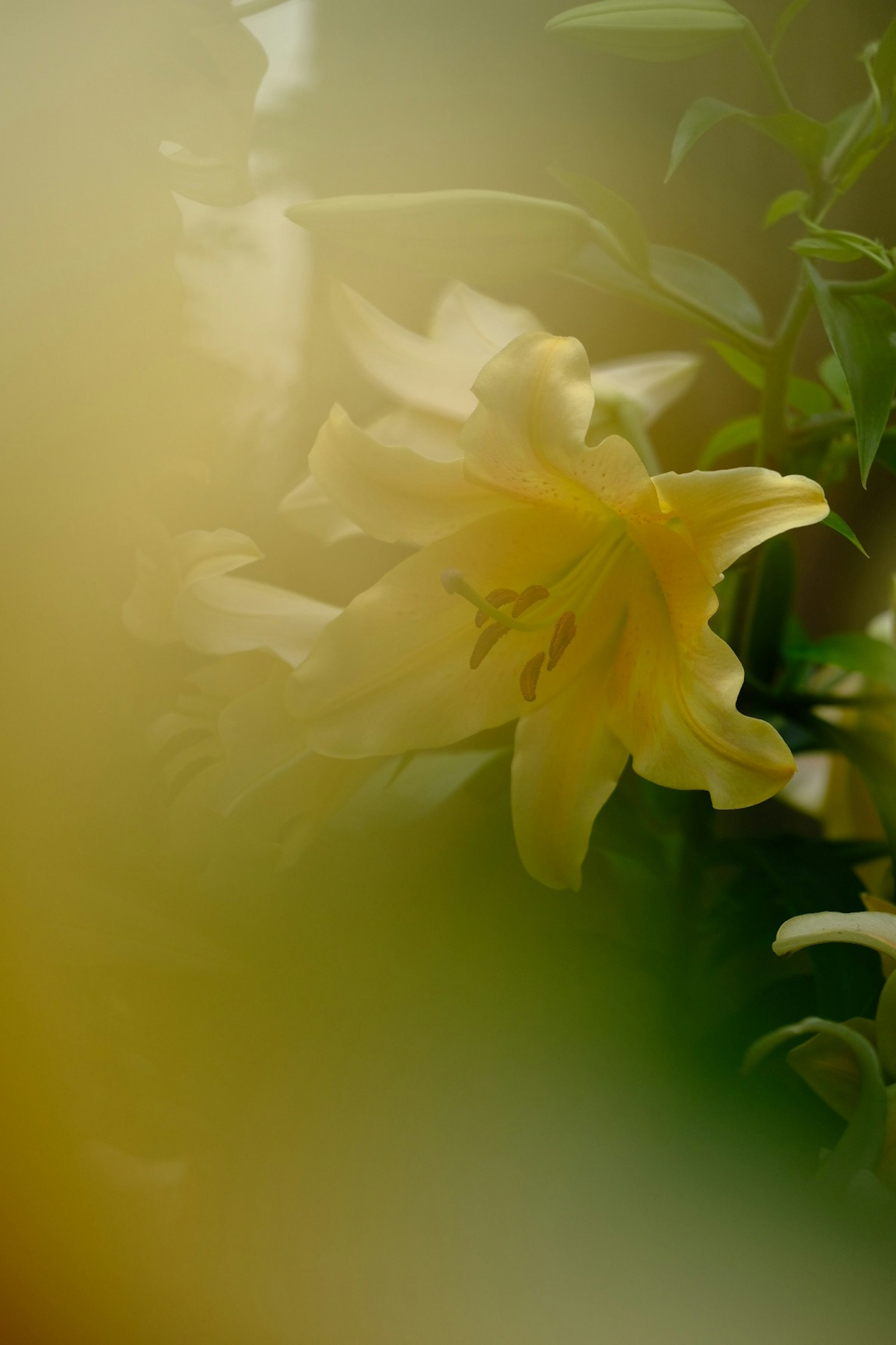 A soft focus background highlights a yellow lily flower