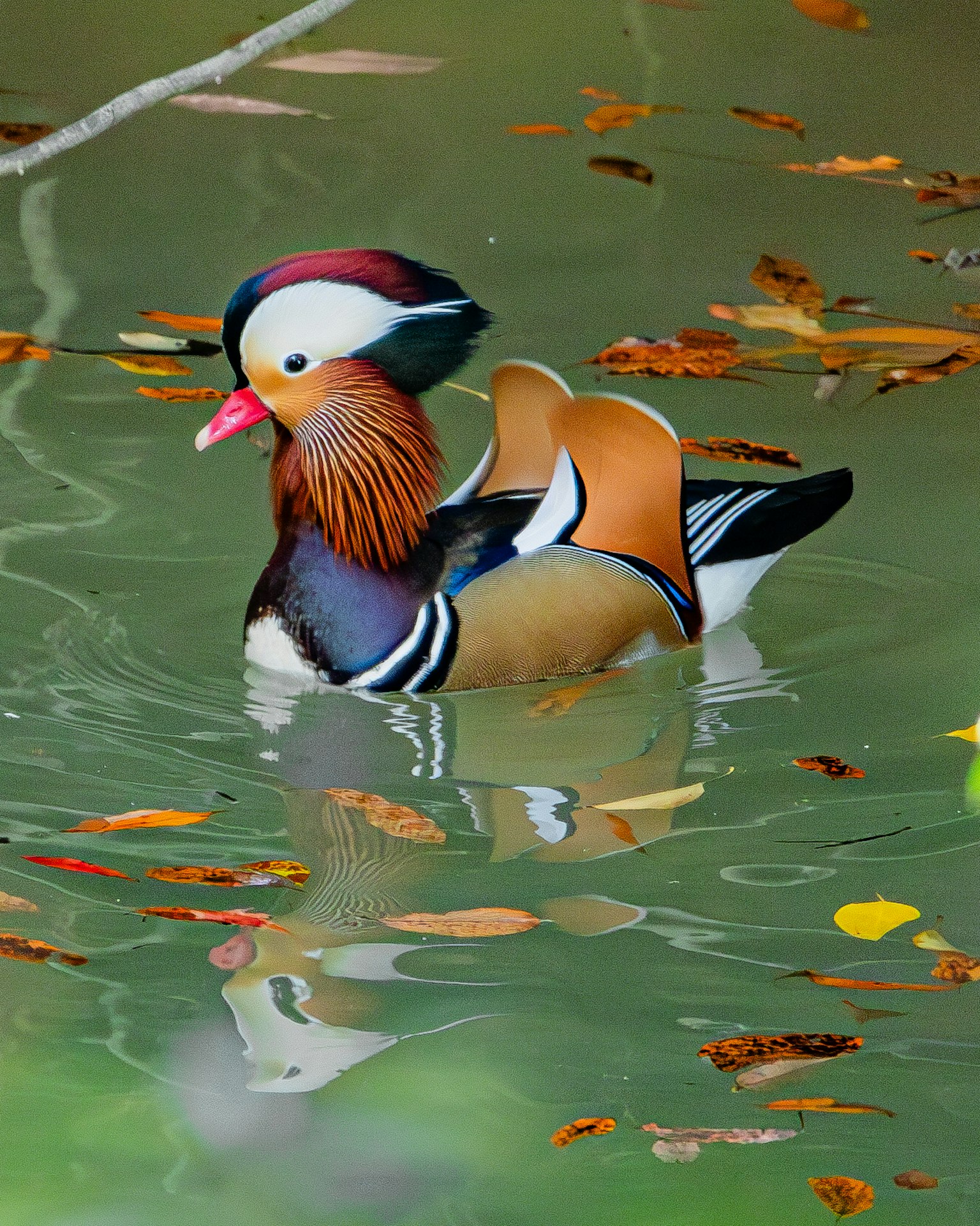 물 위에 떠 있는 아름다운 수컷 Mandarin 오리 화려한 깃털과 가을 잎
