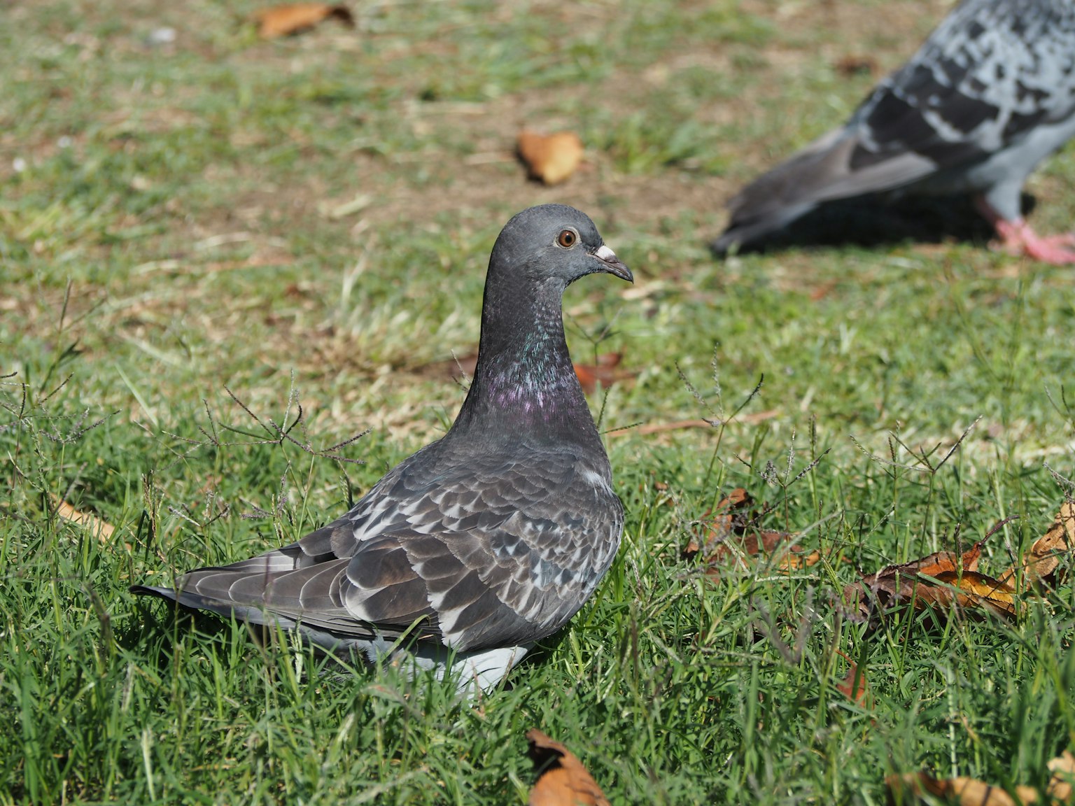 Nahaufnahme einer Taube auf dem Gras in einem Park