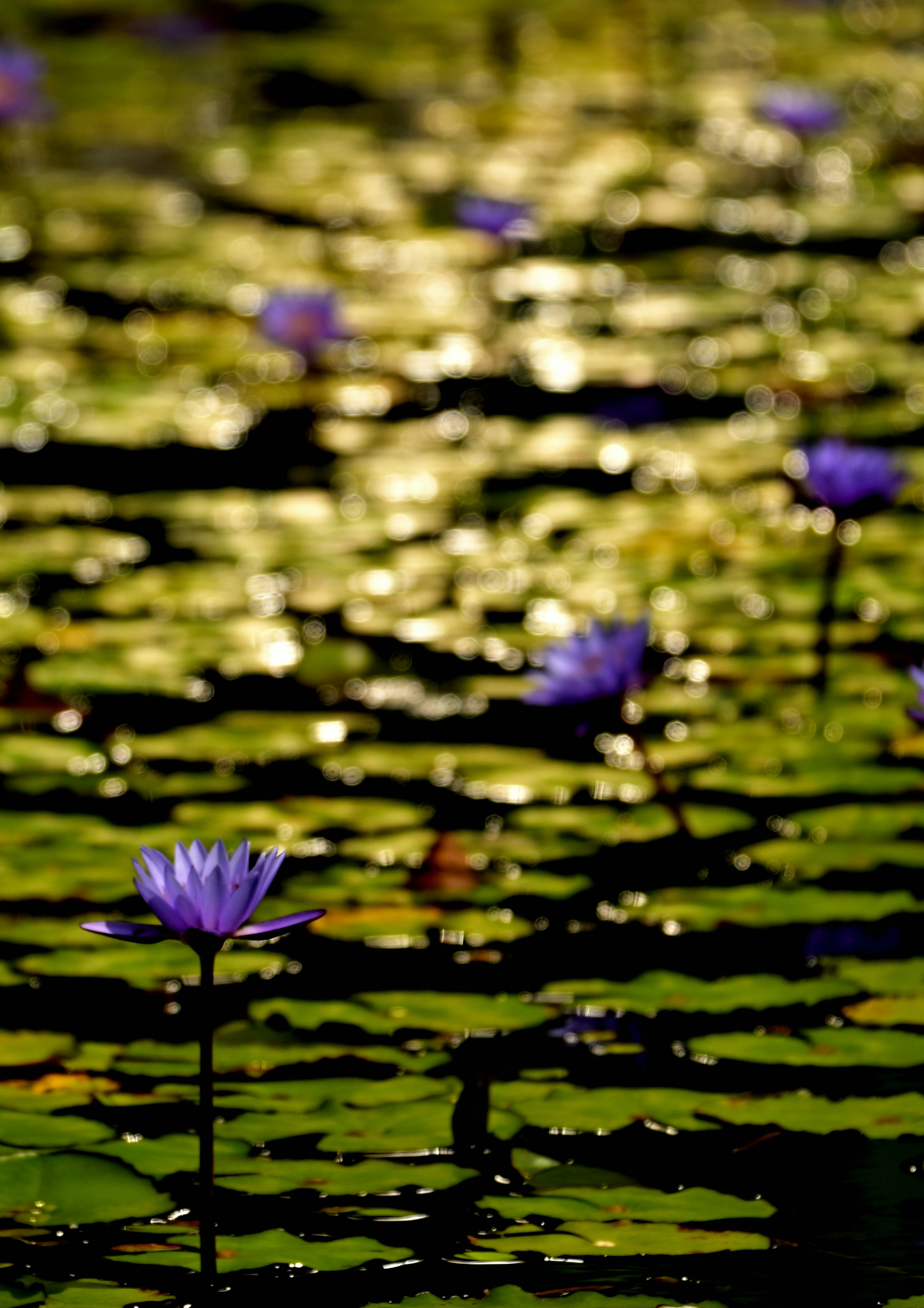 睡蓮が浮かぶ水面と紫の花