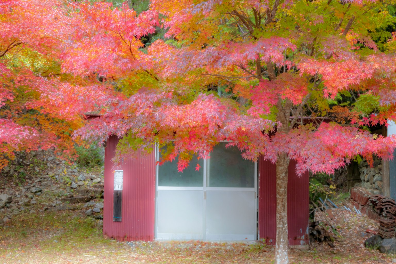 小屋被鮮豔的紅葉和秋天的風景環繞