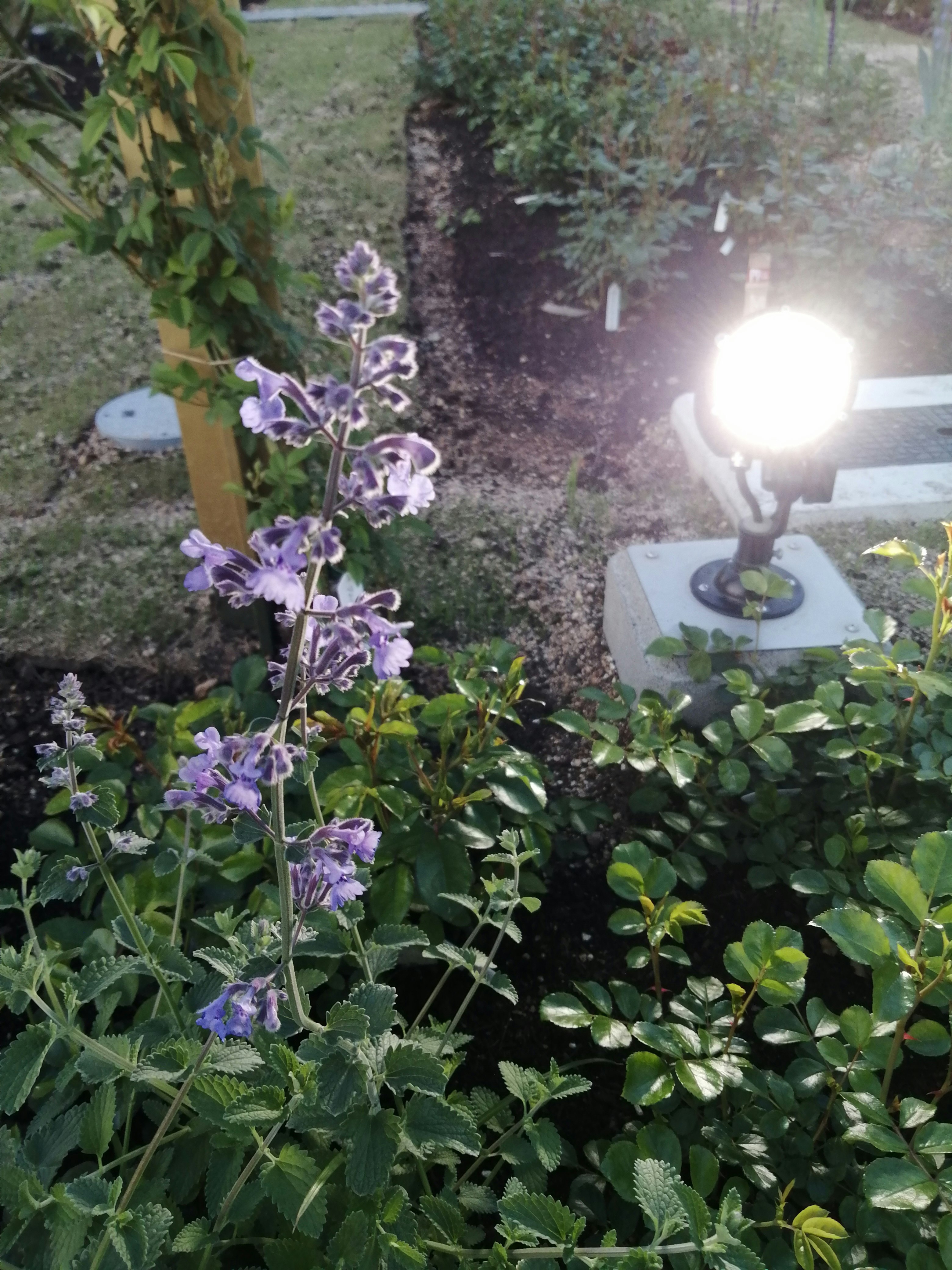 紫の花と葉のライト照明の庭