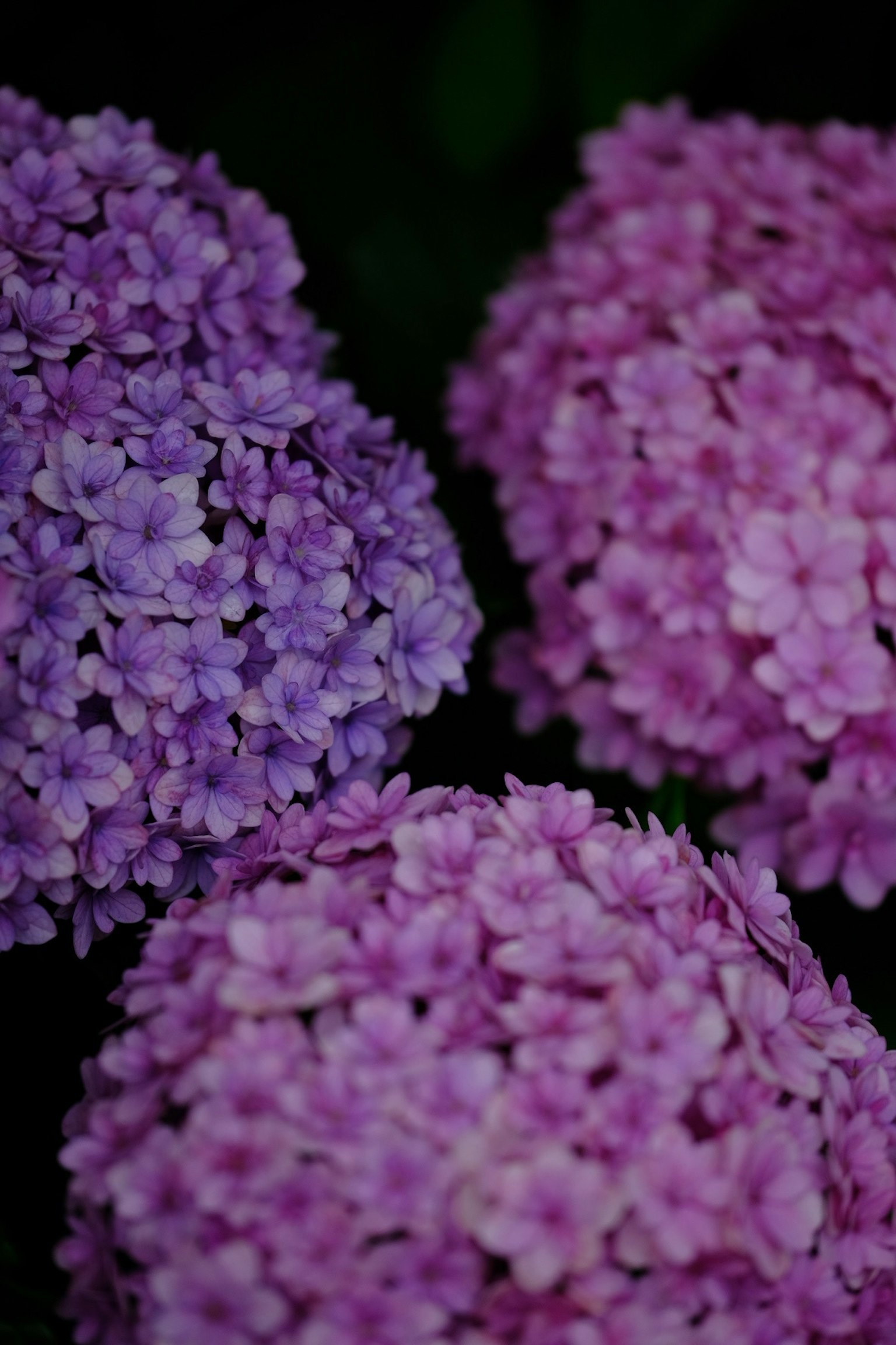 特写彩色绣球花的照片