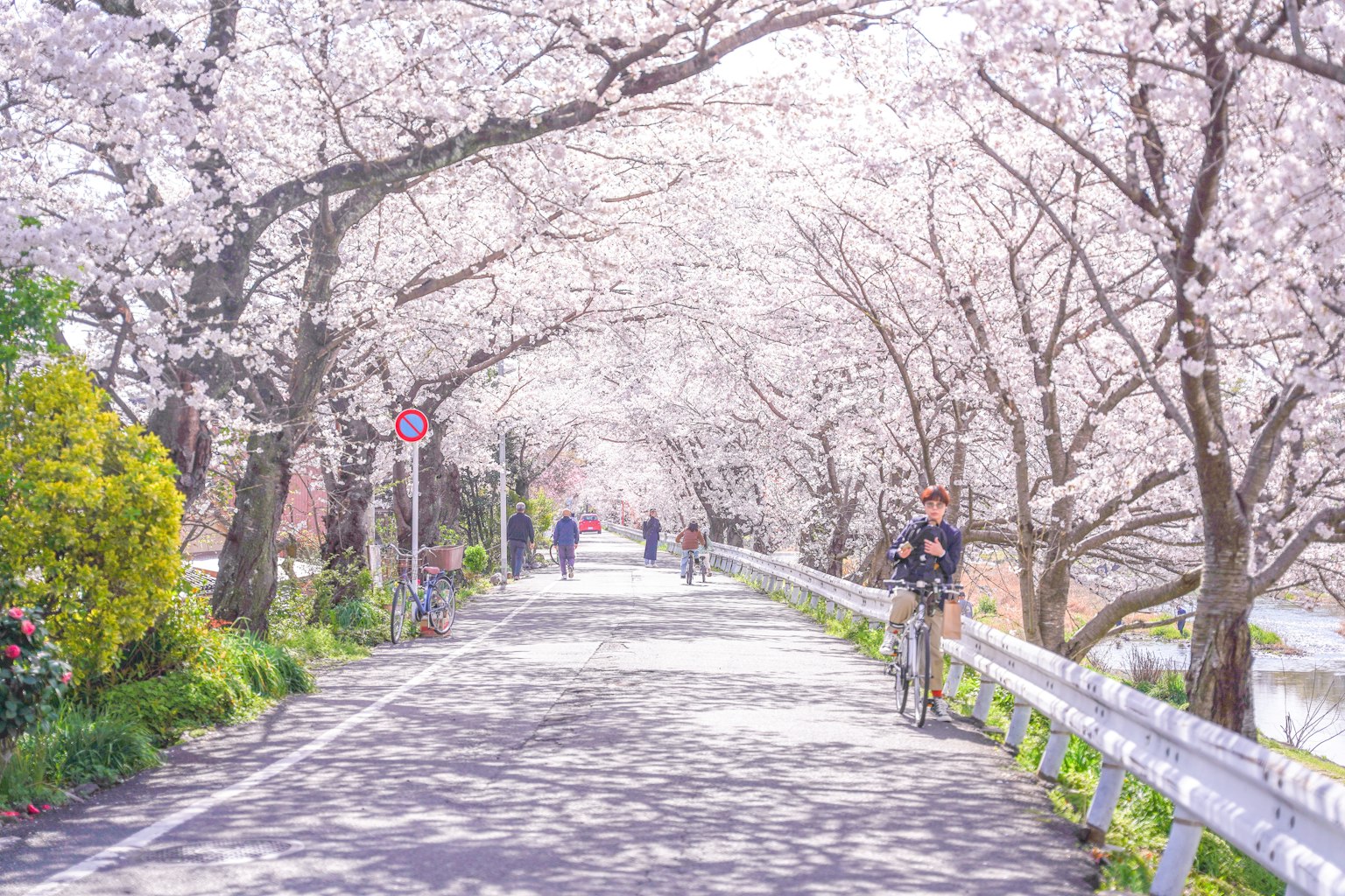Jalan indah yang dipenuhi pohon sakura dengan pejalan kaki dan seorang pengendara sepeda