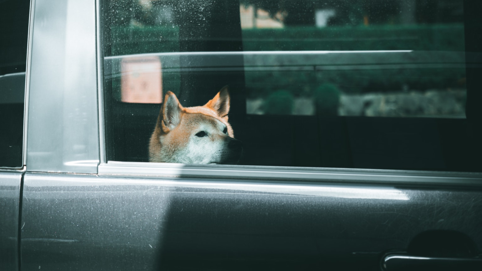 Dog looking out of a car window