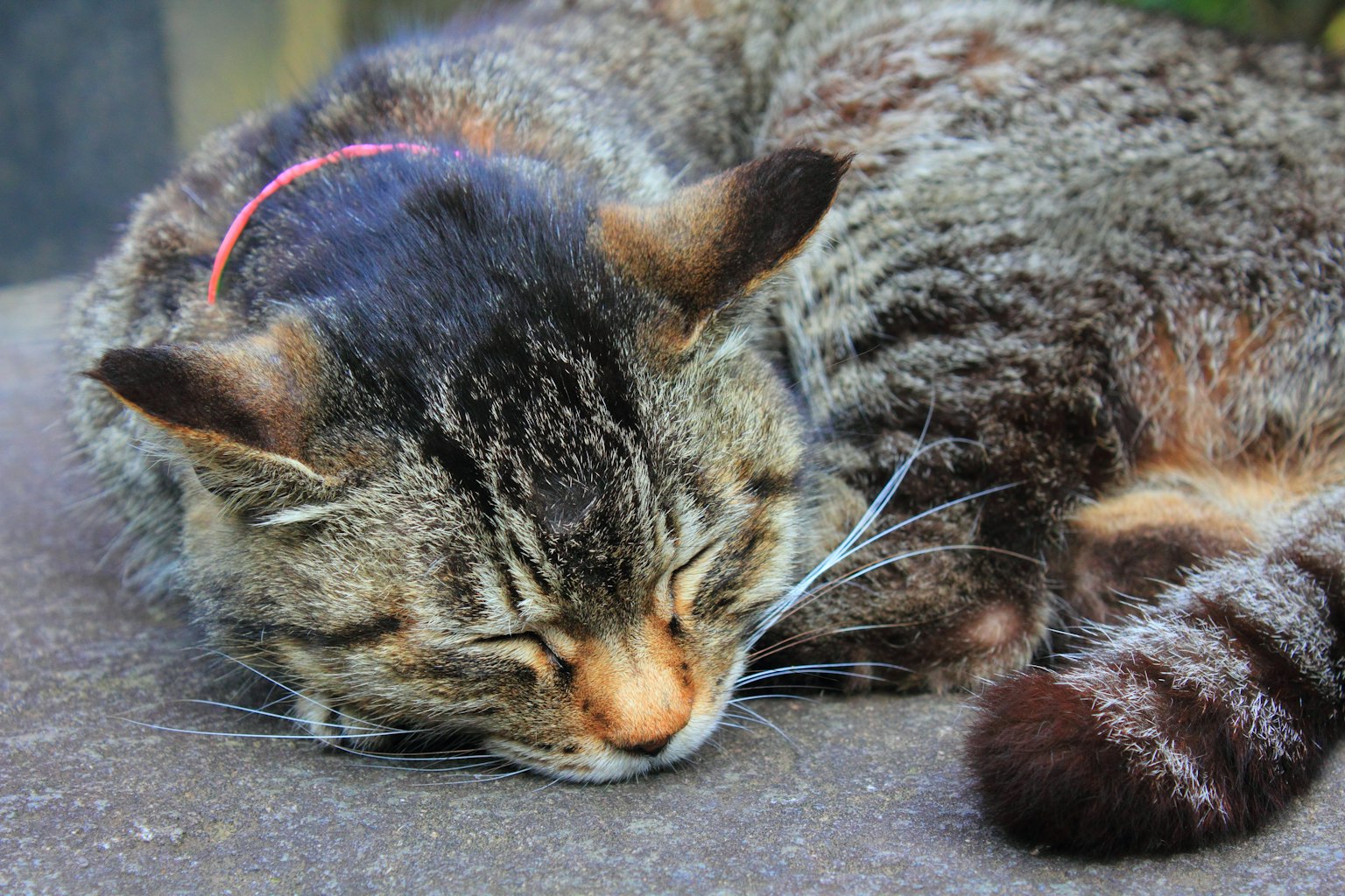 Gato atigrado marrón durmiendo pacíficamente
