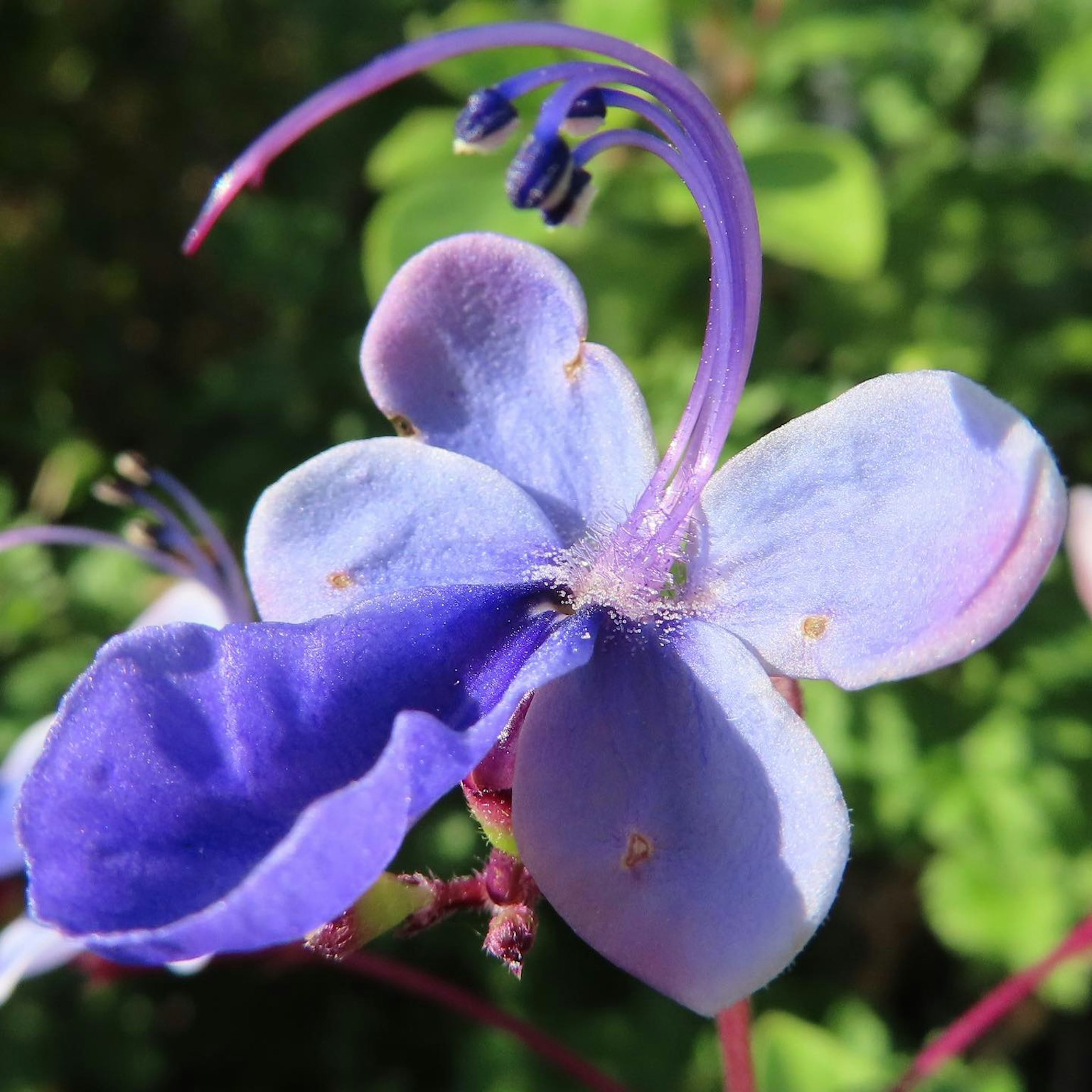Primer plano de una flor azul-púrpura que muestra pétalos distintivos y estambres alargados
