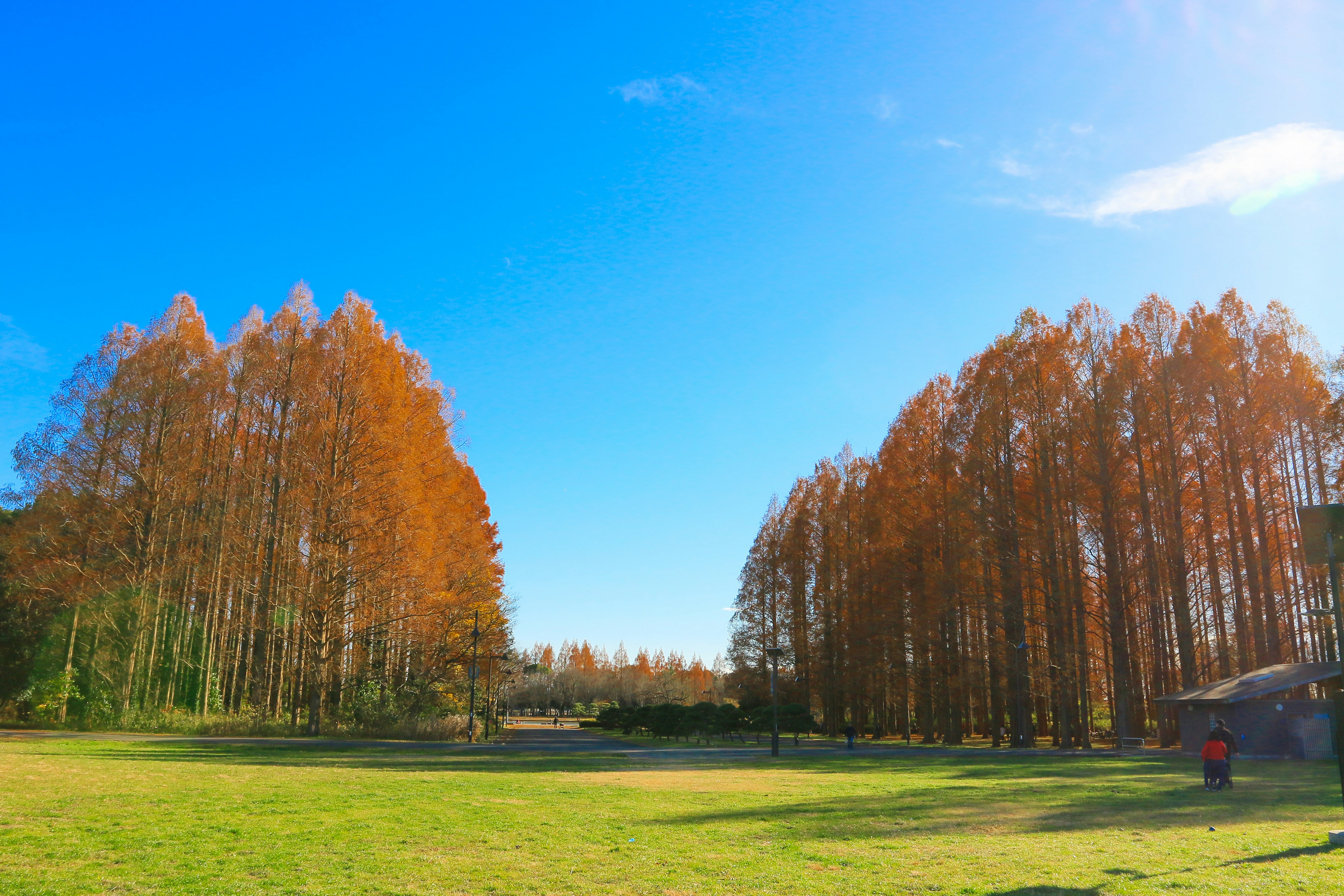 秋の並木と広い芝生のある公園の風景
