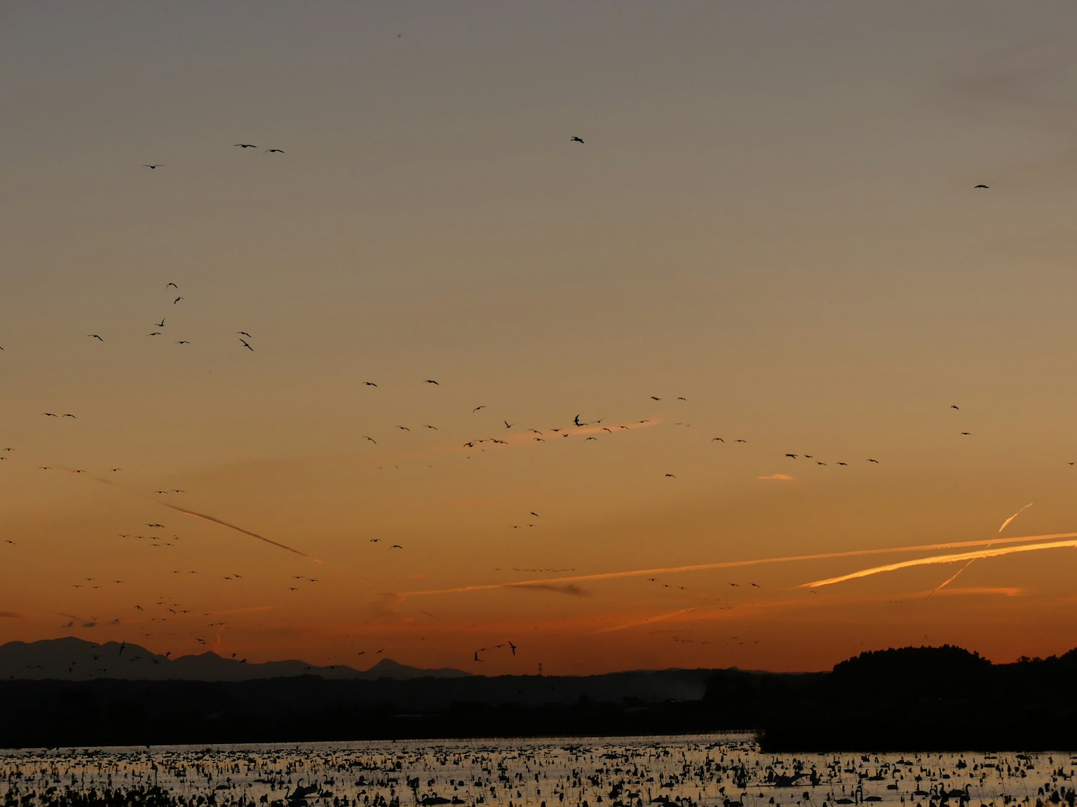 Uccelli che volano nel cielo al tramonto sopra una superficie d'acqua calma