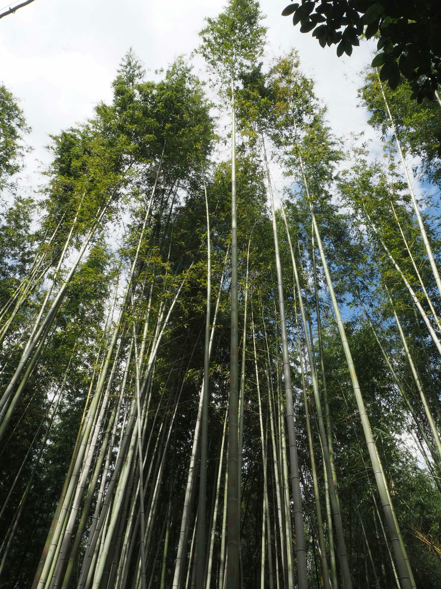 Un frondoso bosque de bambú que se extiende hacia el cielo