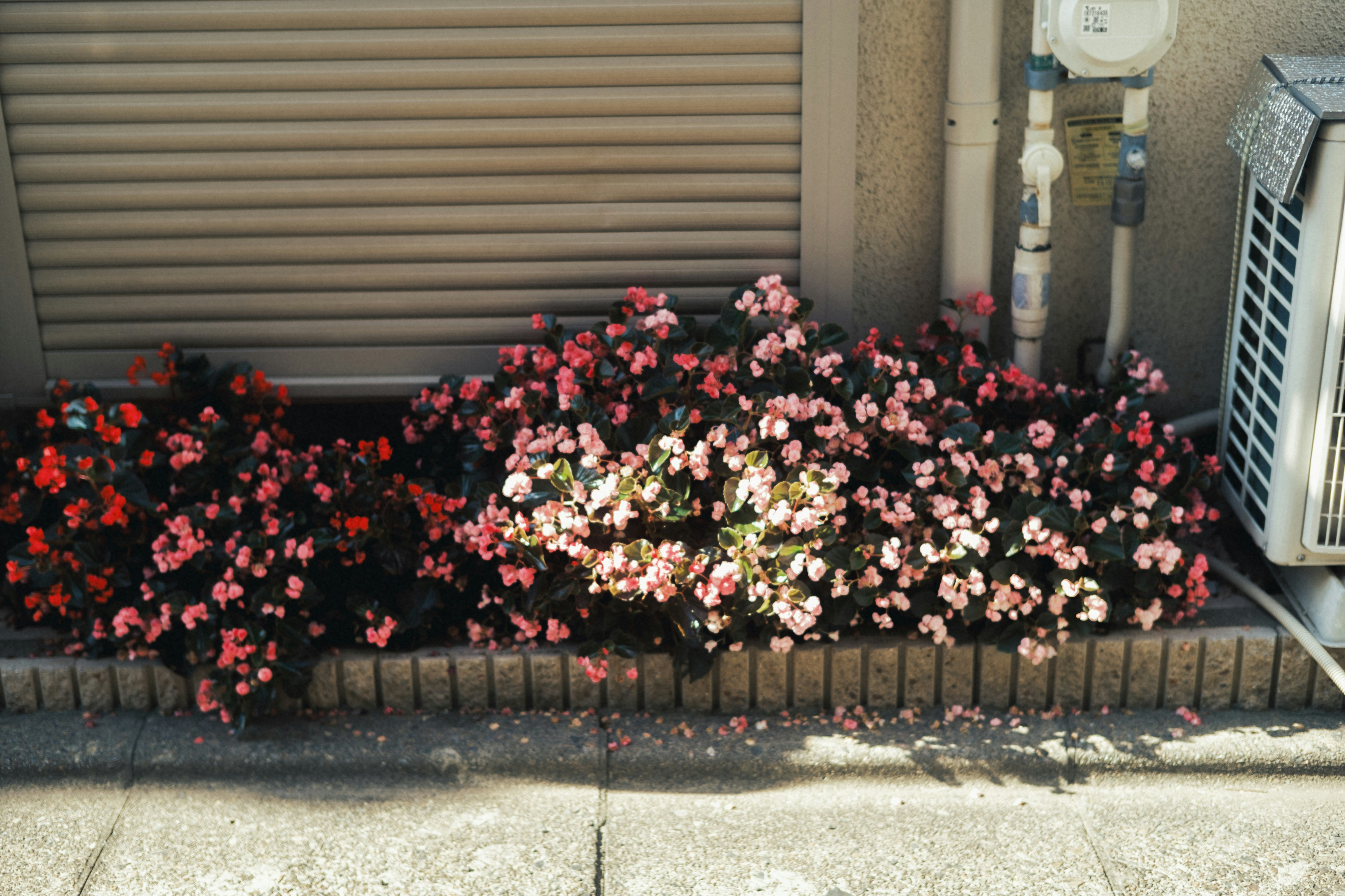 壁際のプランターに咲く色とりどりの花