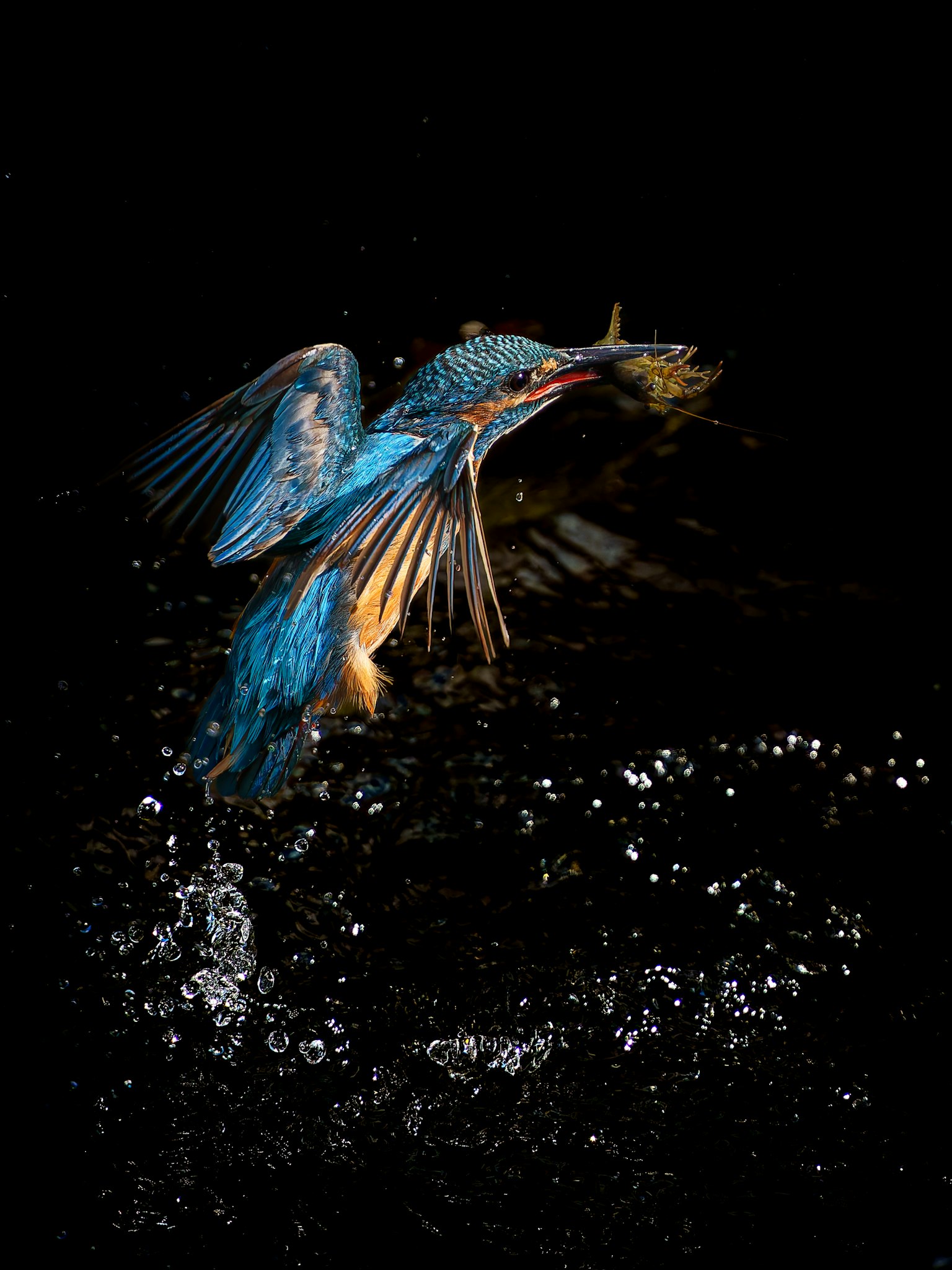 A vibrant blue kingfisher emerging from the water with a fish in its beak showcasing dynamic movement