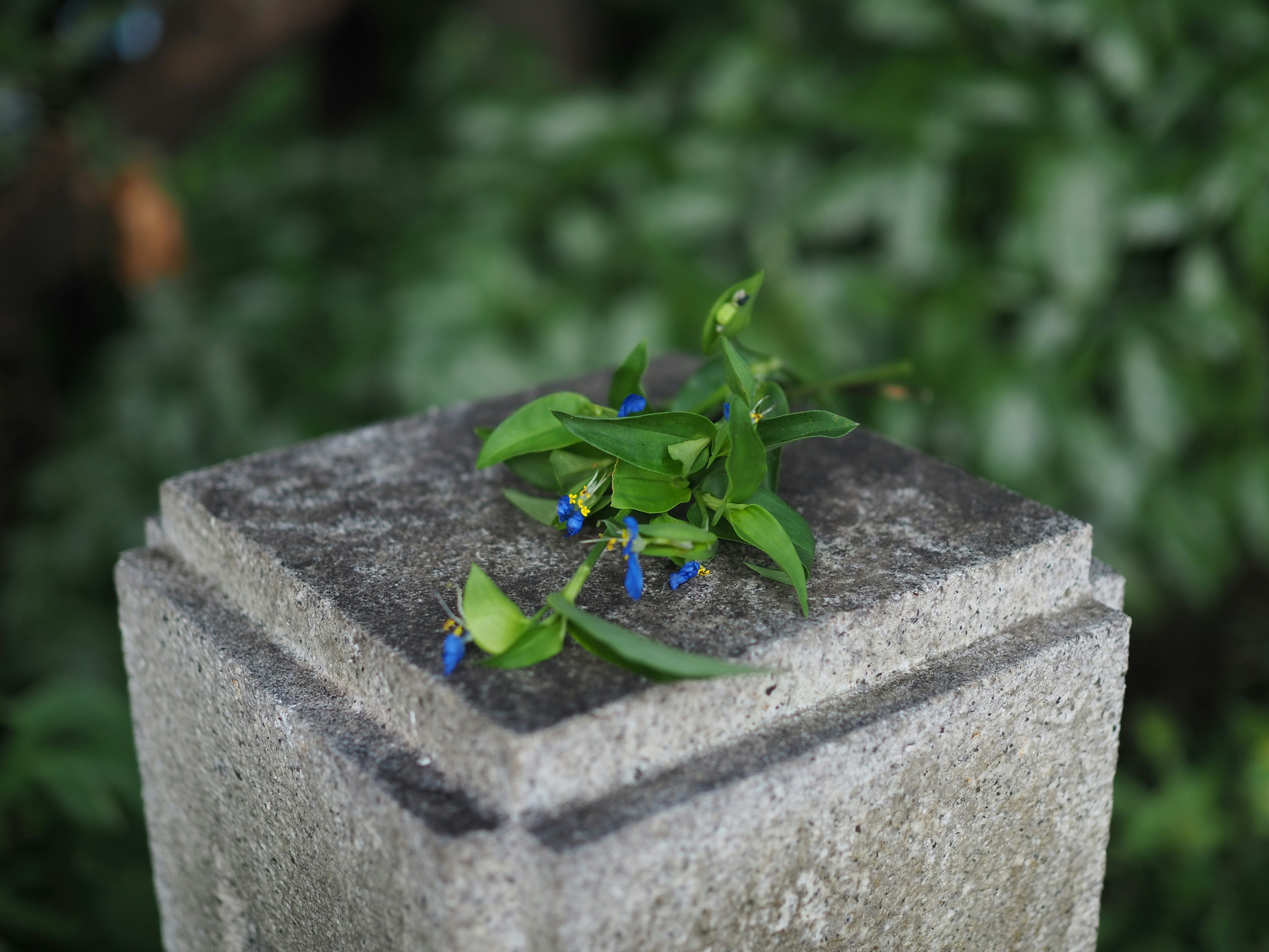 石の花壇に咲く小さな青い花と緑の葉