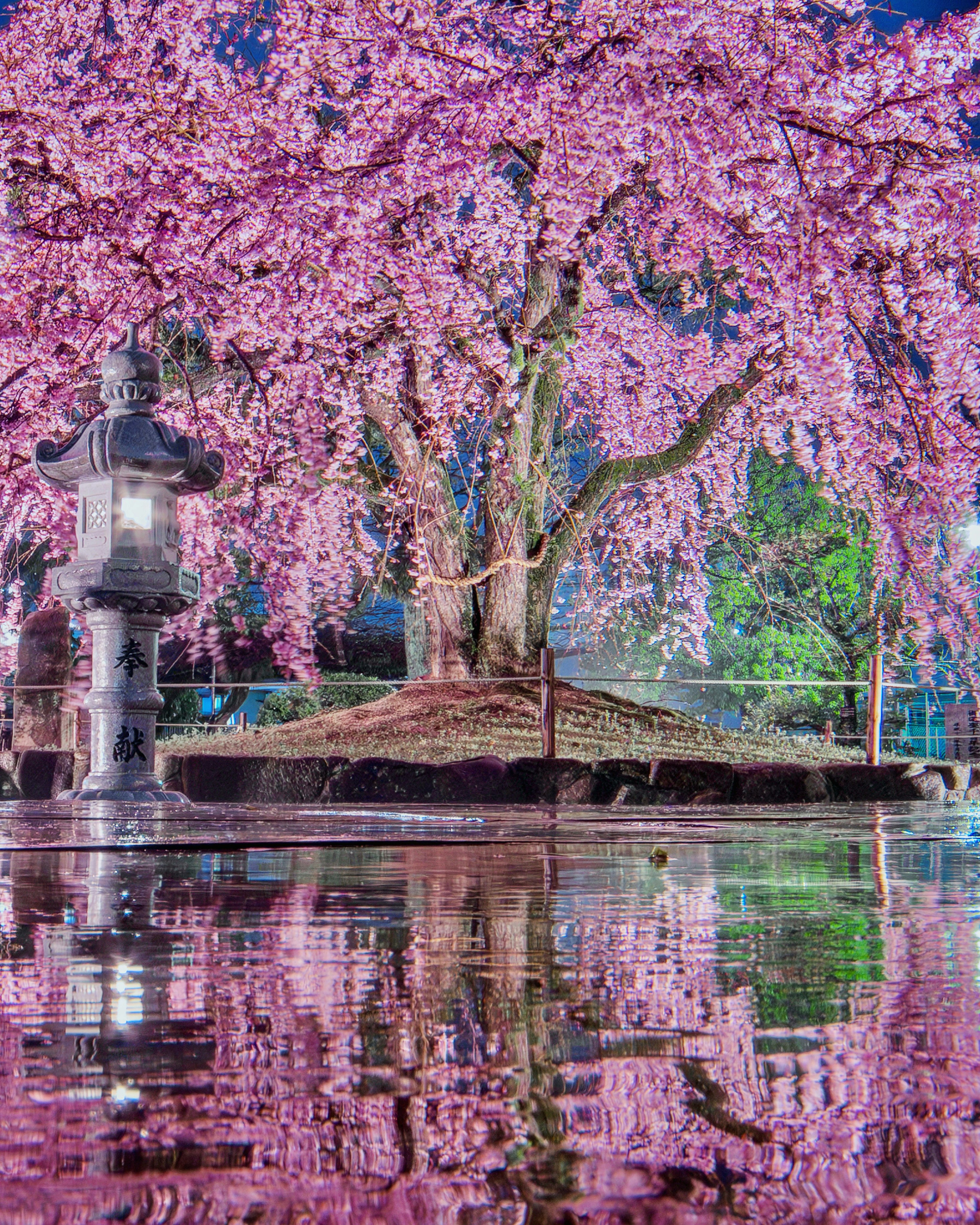 full-bloom weeping cherry blossoms and reflections at Kannon Shrine in the rain